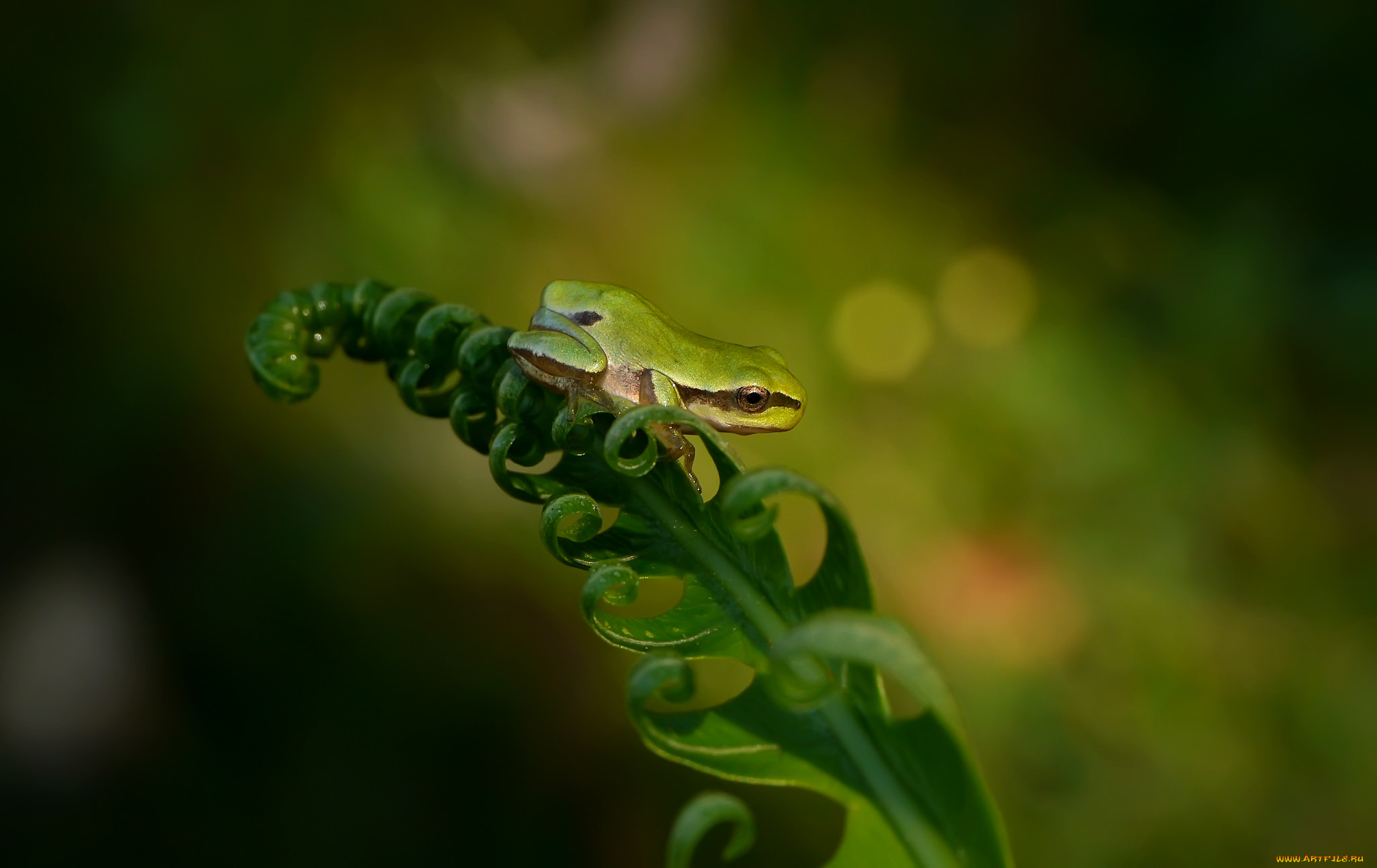 животные, лягушки, природа, лист, папоротник, макро, лягушка, фон, зелень