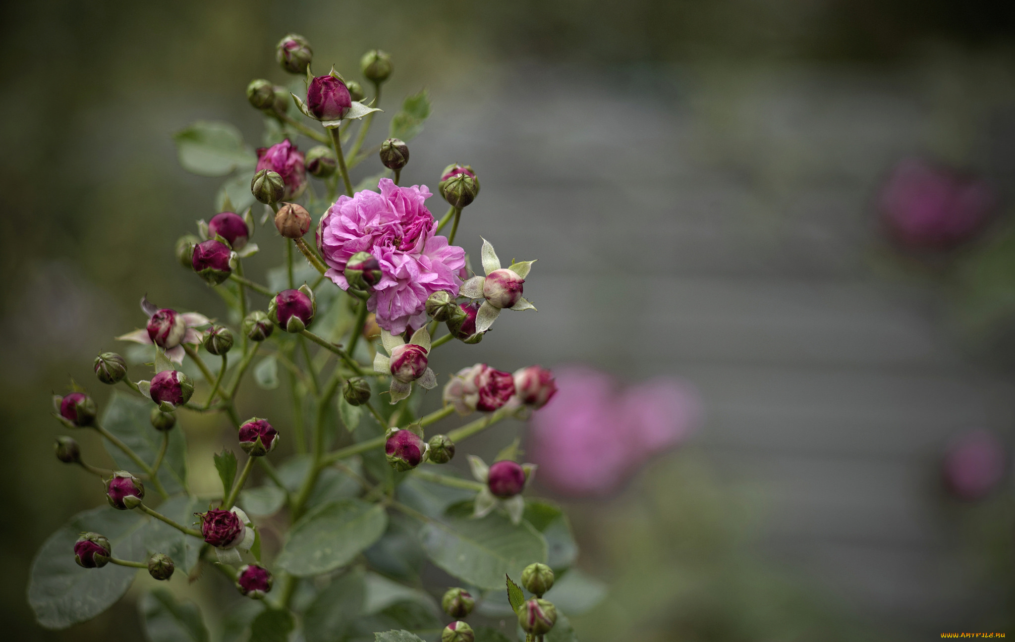 цветы, розы, бутоны, куст, роза, цветение, листья, лепестки