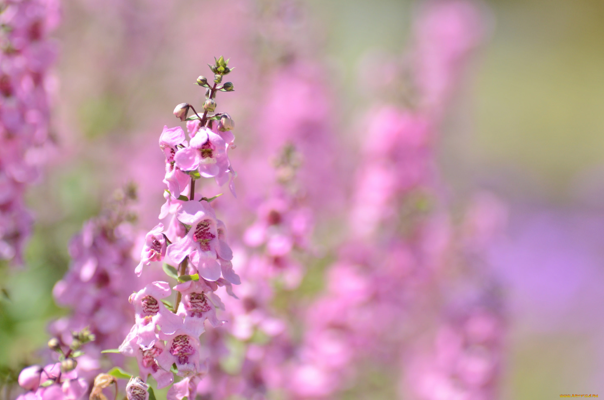цветы, цветение, цветки, ангелония, розовые