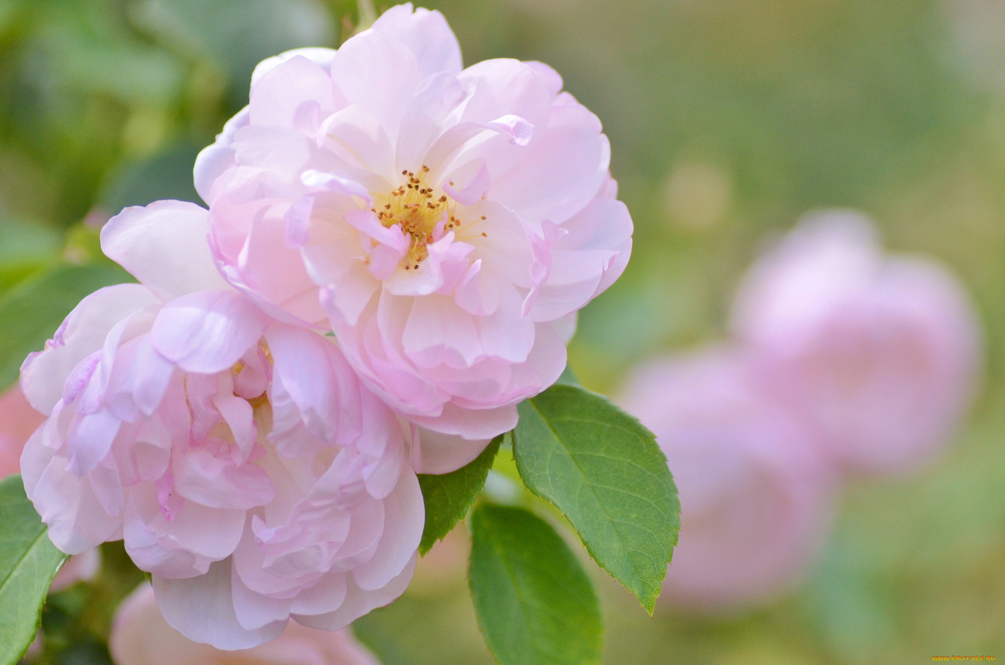 цветы, розы, лепестки, нежность, бутоны, куст, роза, цветение