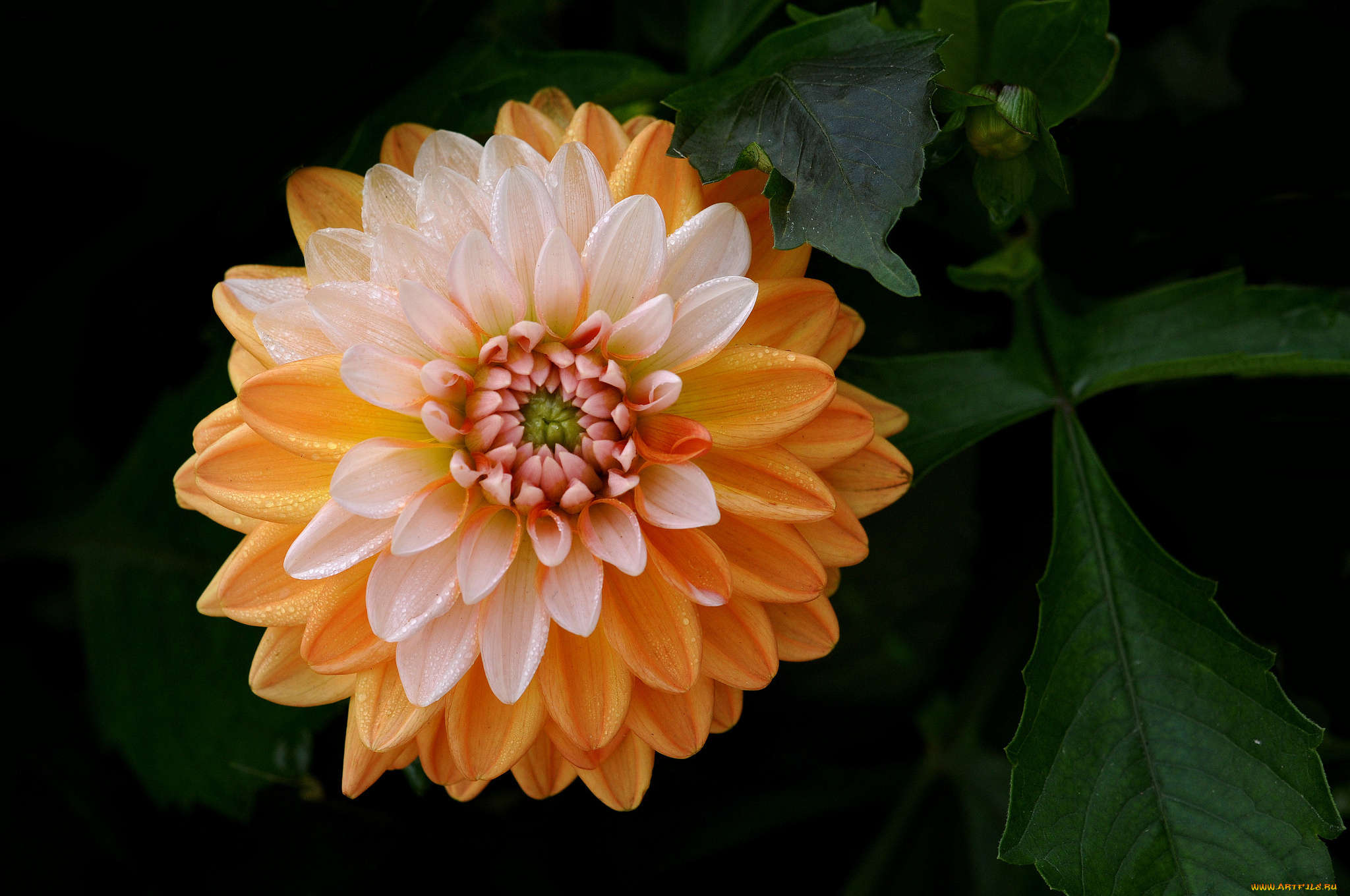 цветы, георгины, нежность, георгин, цветок, лепестки, бутон, цветение