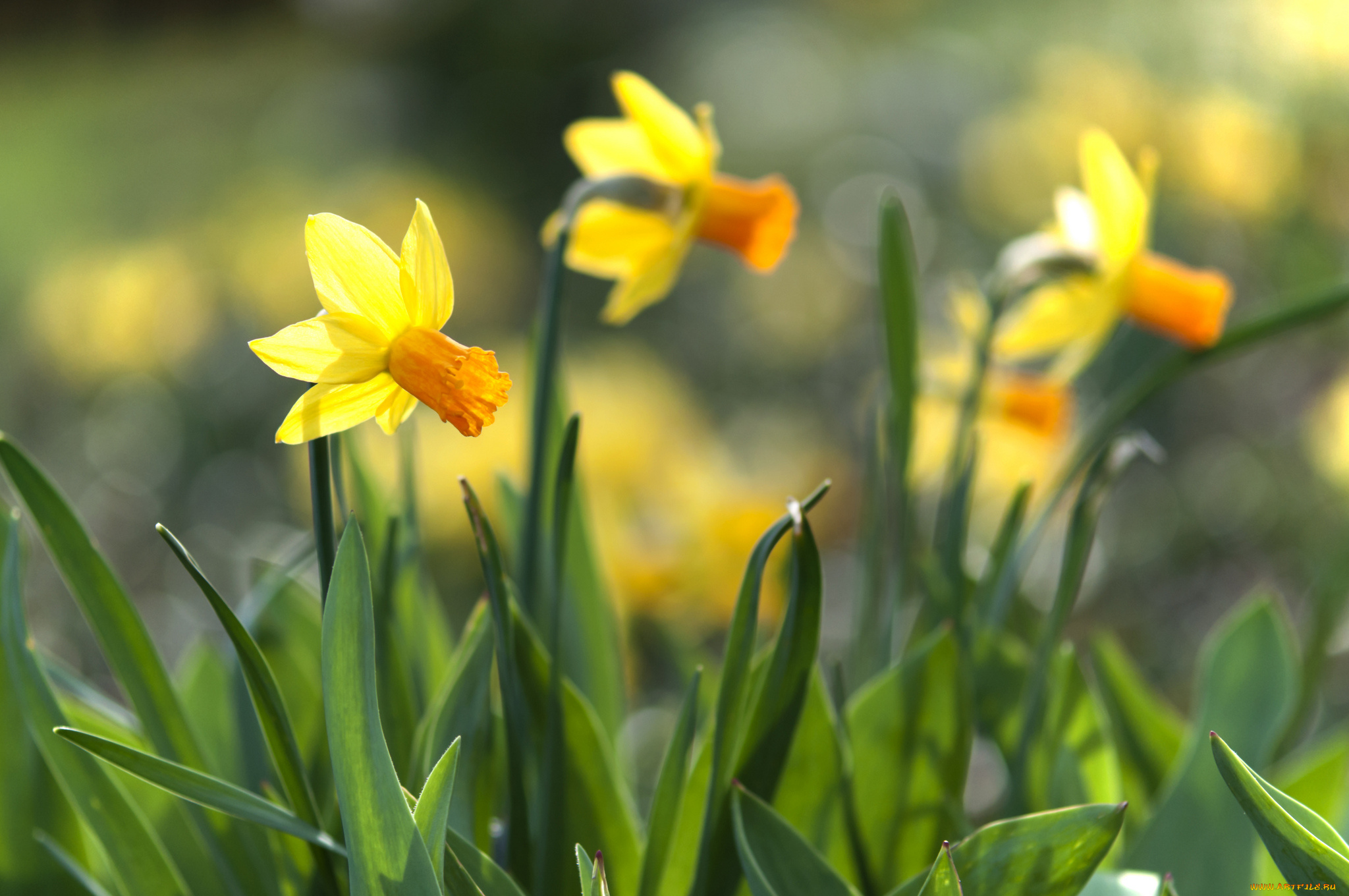 цветы, нарциссы, яркость, весна, цветение, лепестки