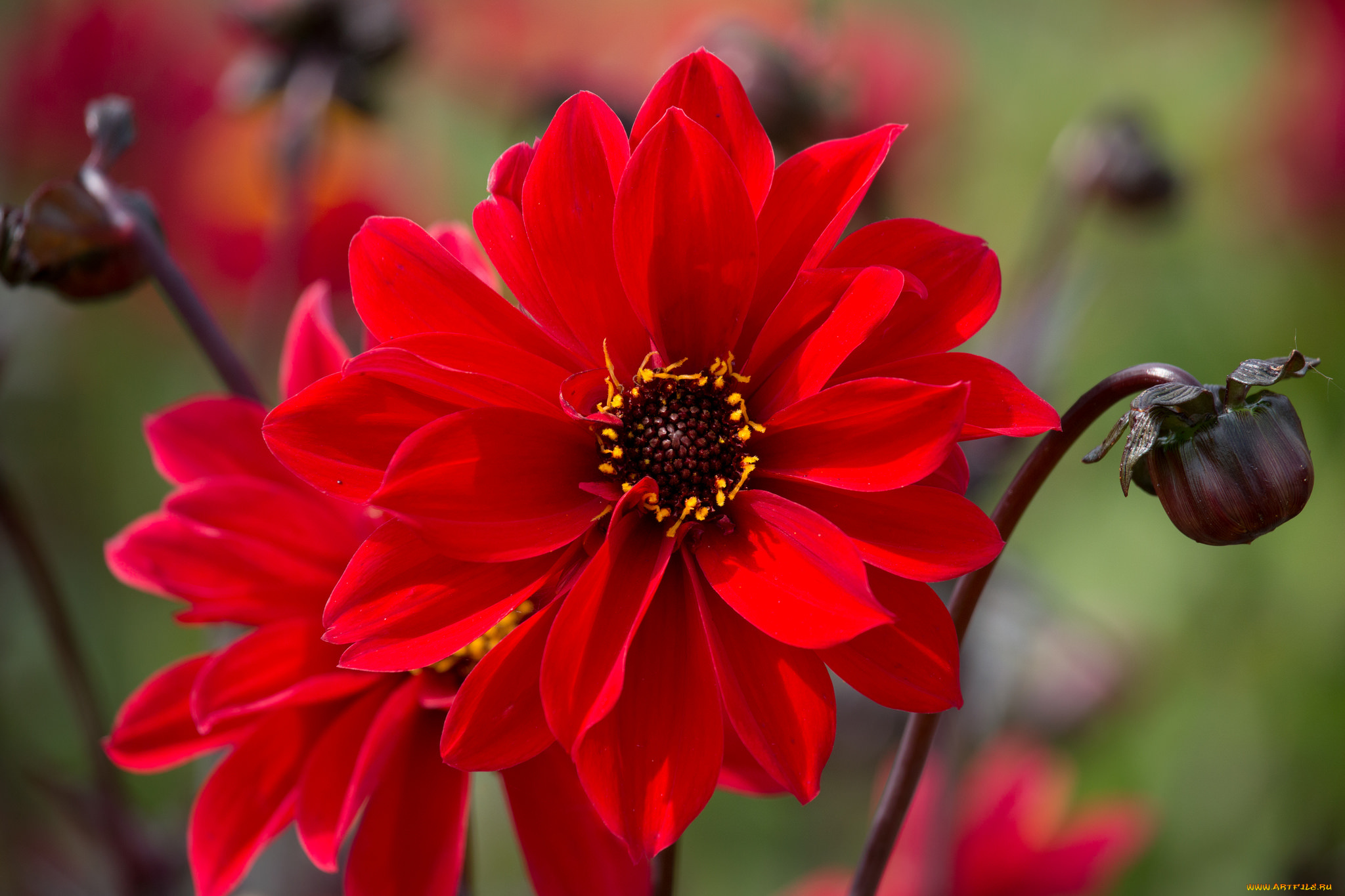 цветы, георгины, георгин, нежность, цветение, бутон, лепестки, цветок