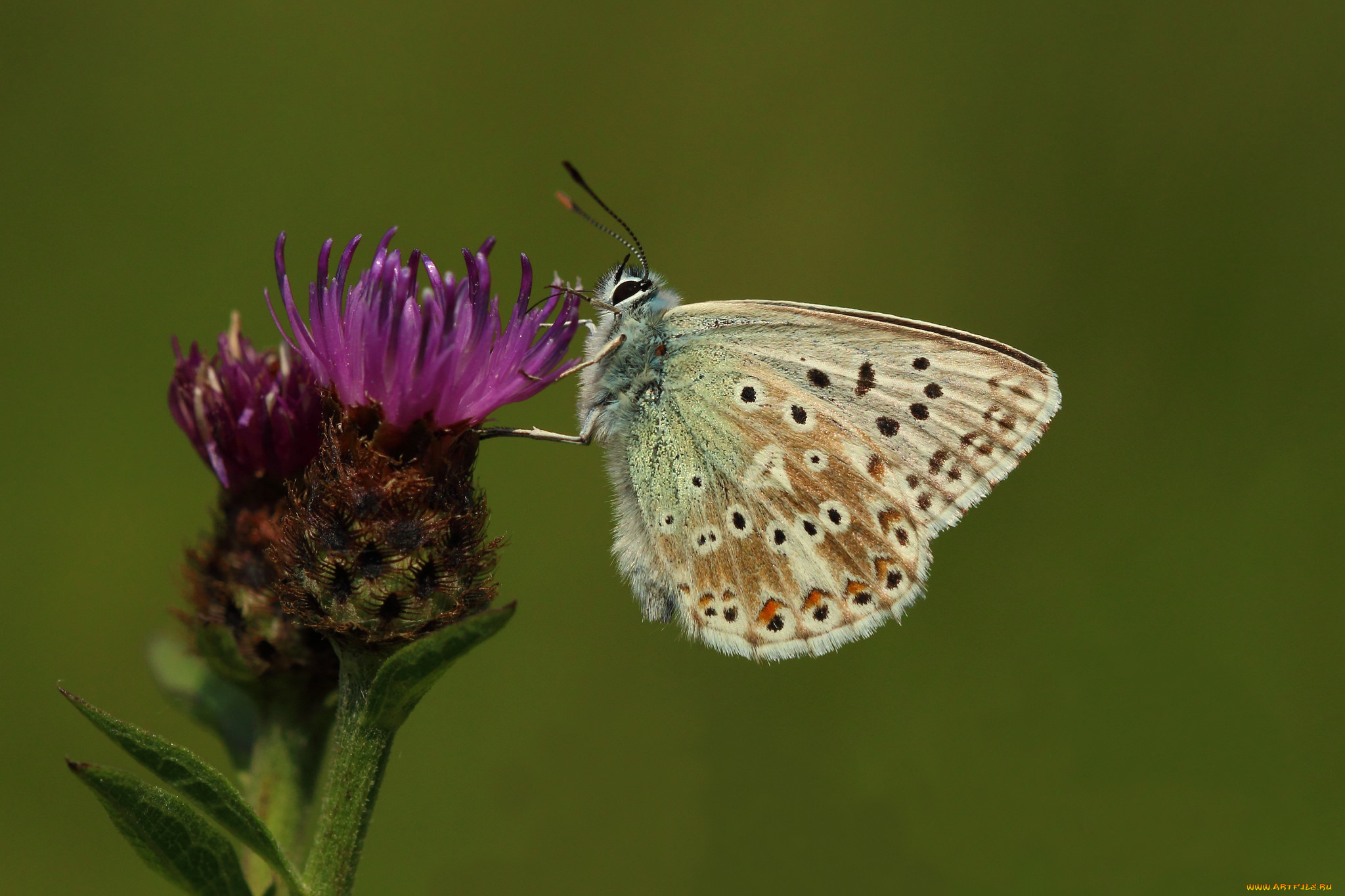 животные, бабочки, цветок, хоботок, усики, крылья, макро, бабочка