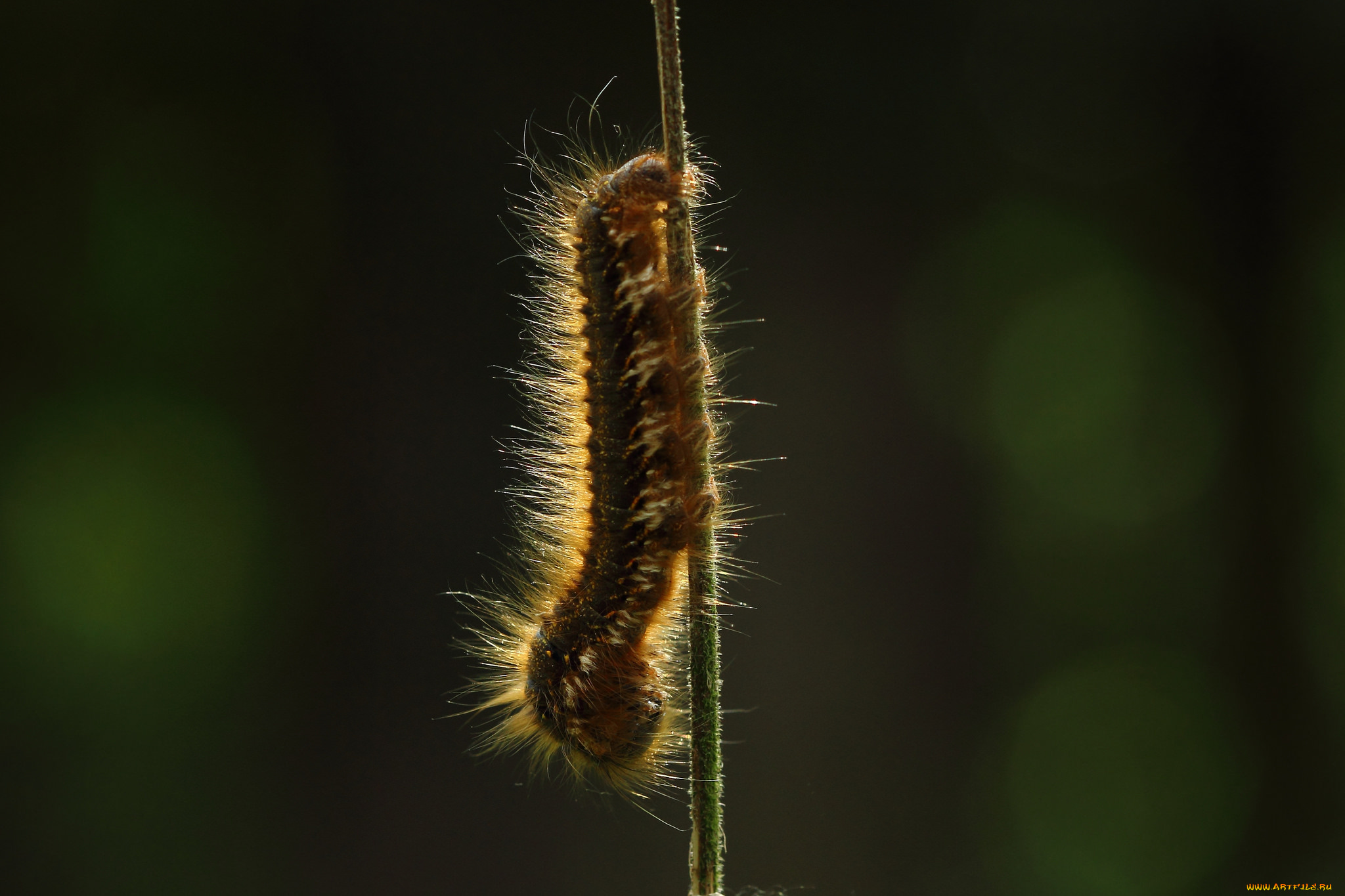 животные, гусеницы, пушистая, гусеница, макро, ползёт, травинка
