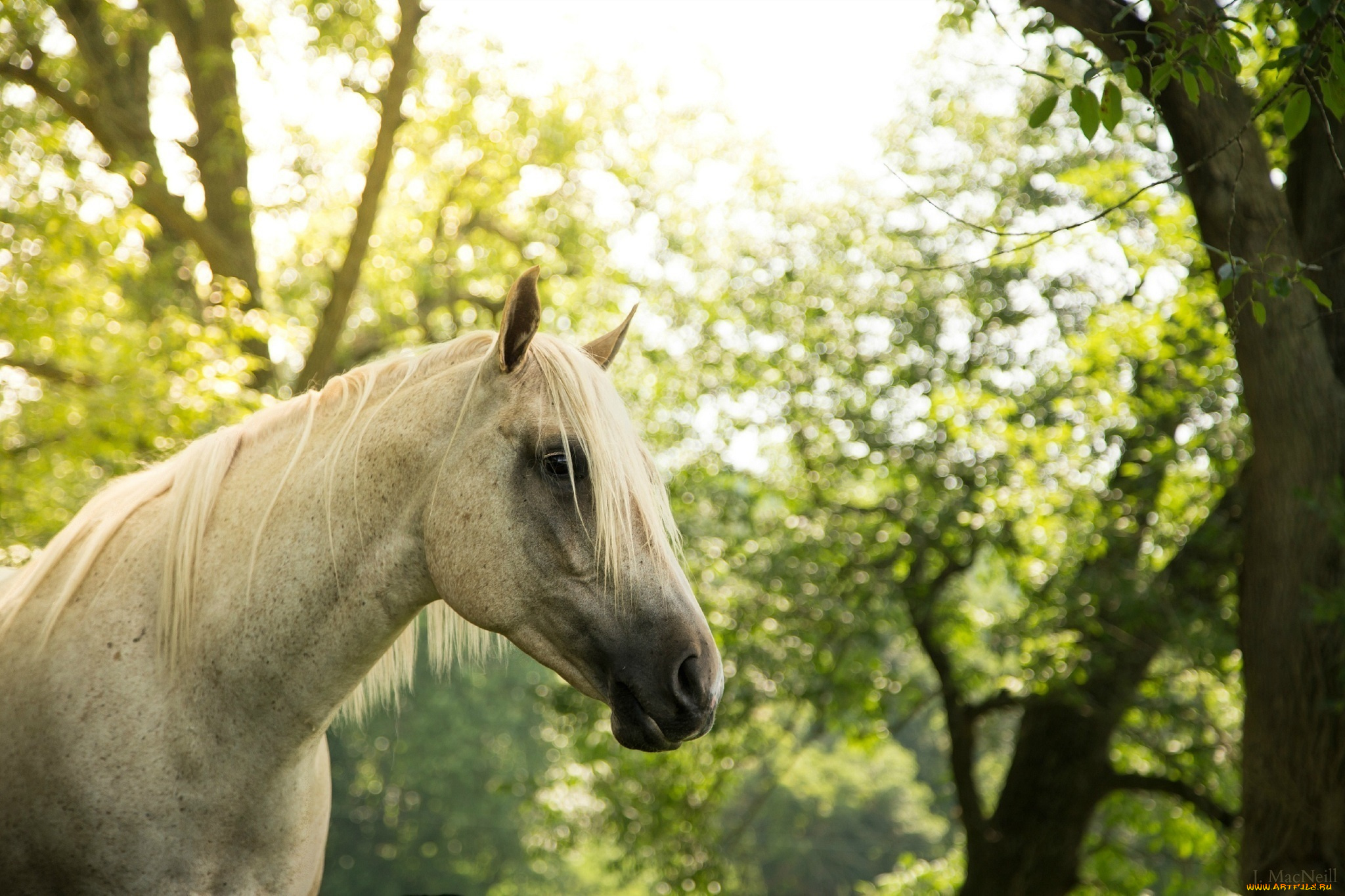 животные, лошади, грива, морда, серый, конь