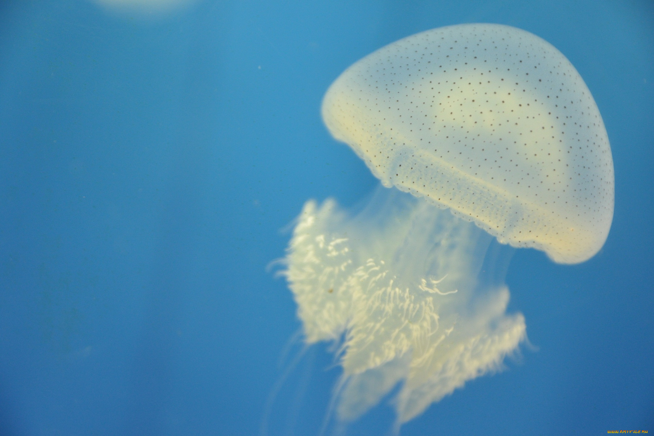 животные, медузы, море, вода, медуза, океан