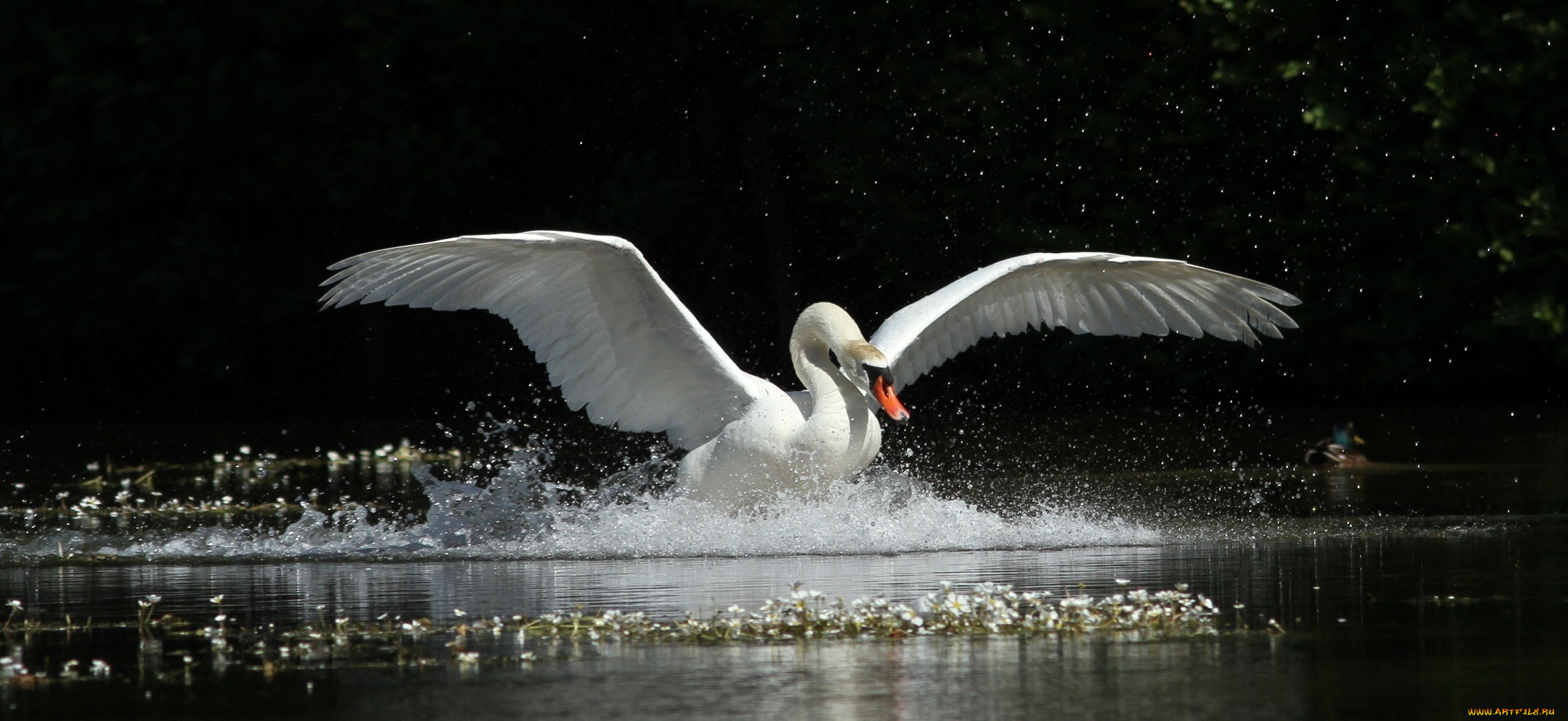 животные, лебеди, брызги, крылья, вода, движение, грация