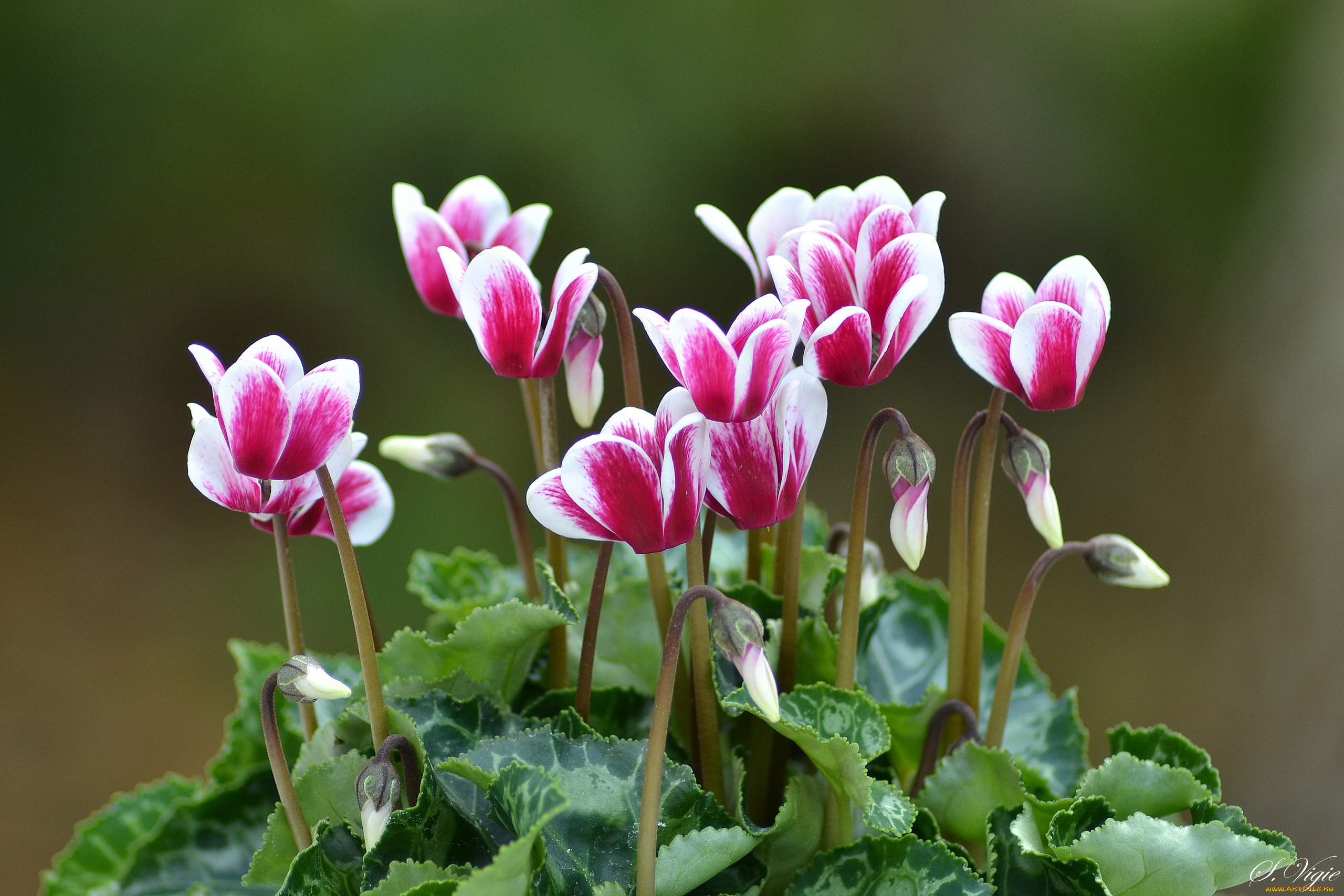 цветы, цикламены, лепестки, цикламен, цветок