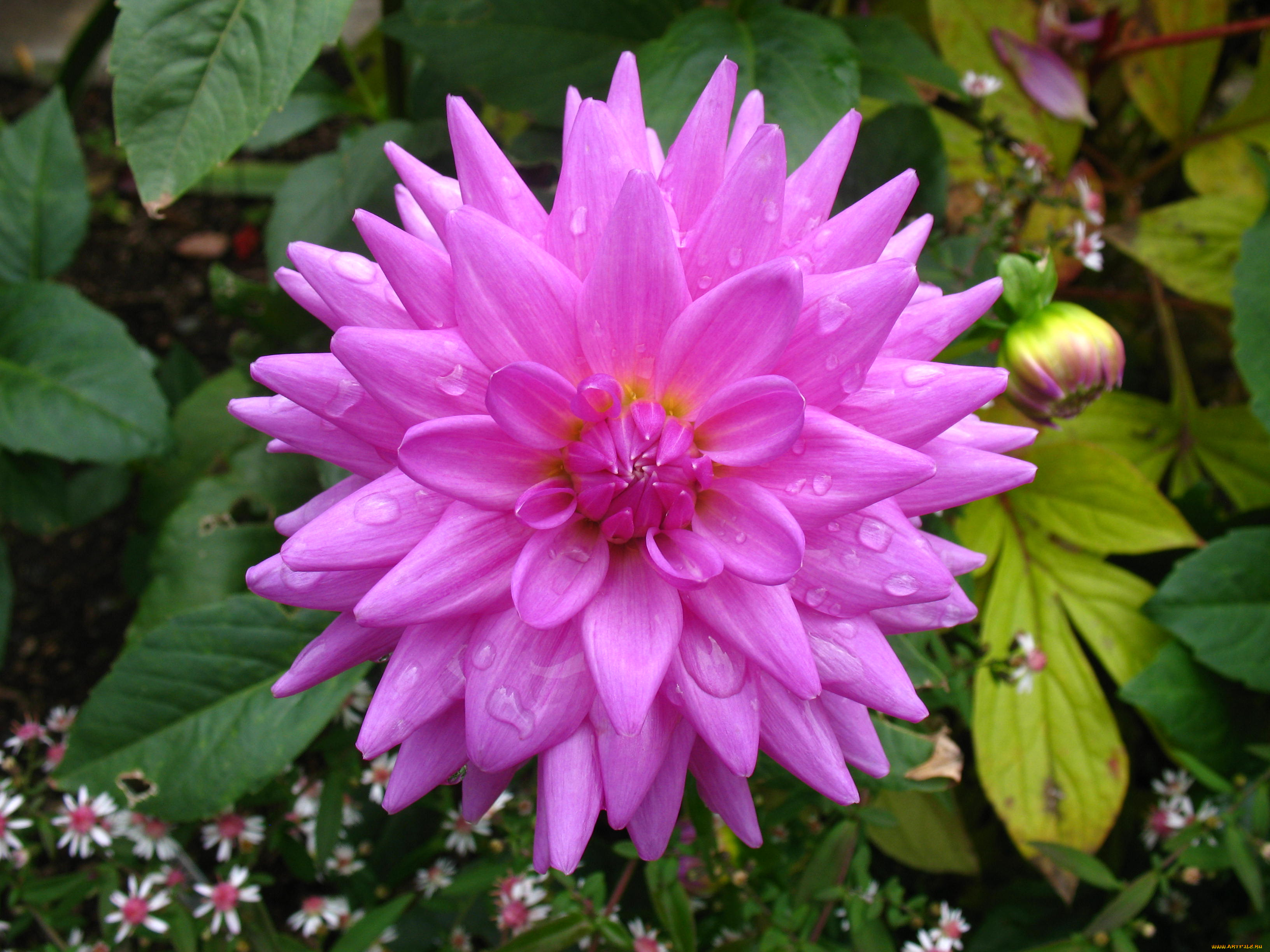 цветы, георгины, лепестки