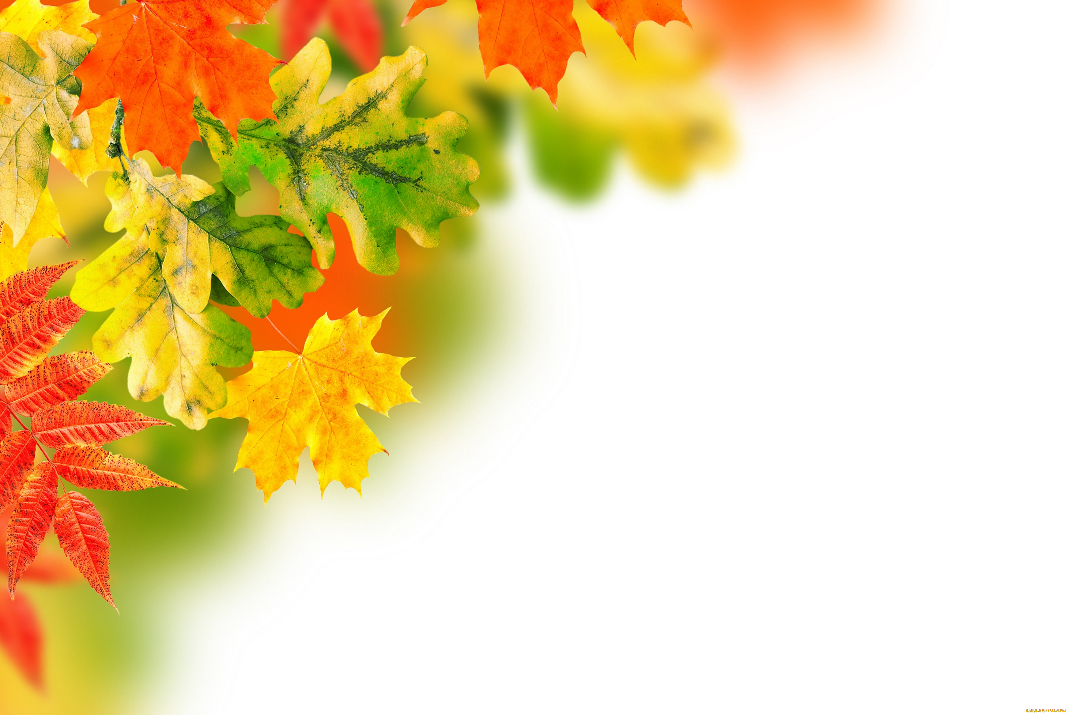 разное, текстуры, background, осень, листья, фон, autumn, leaves