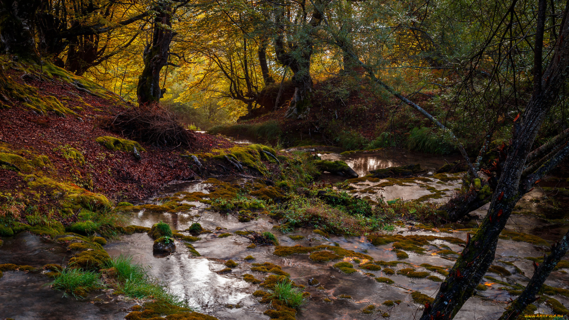 природа, лес, деревья