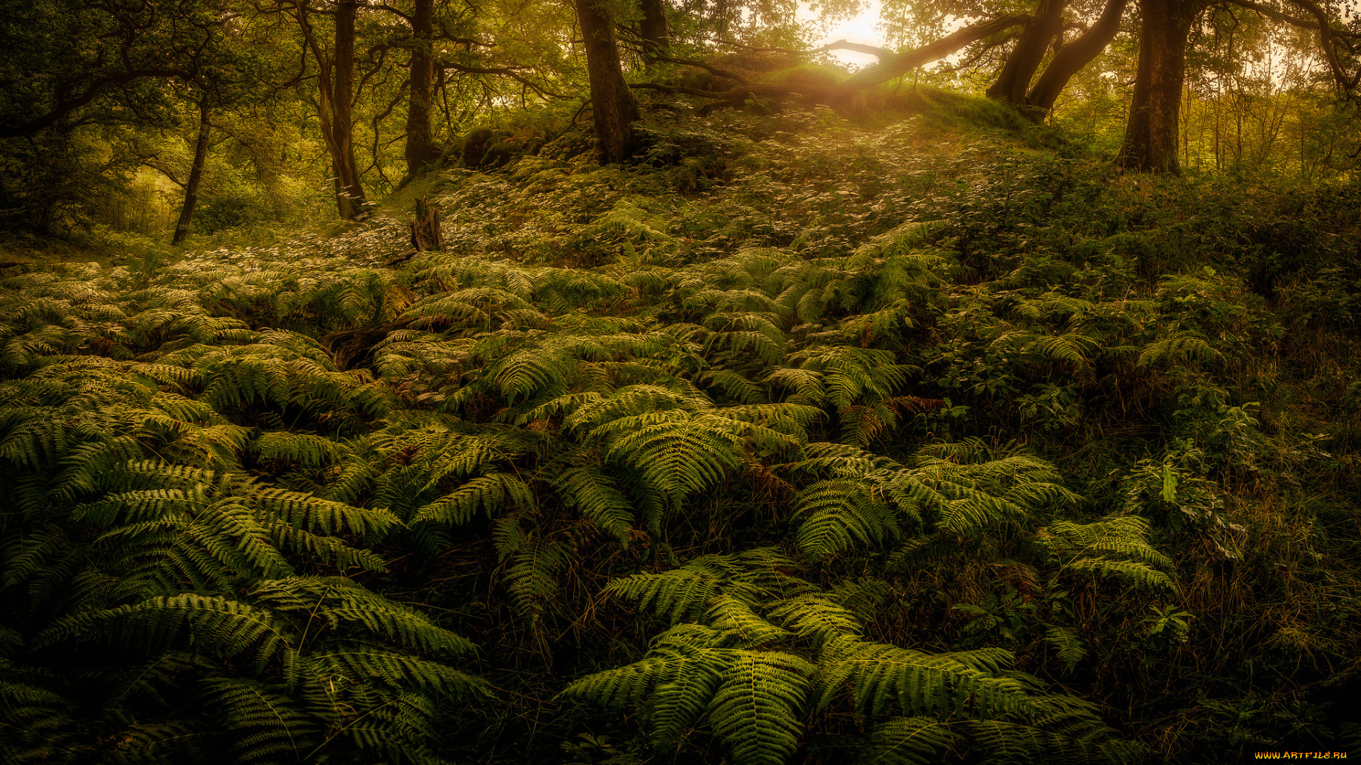 природа, лес, деревья