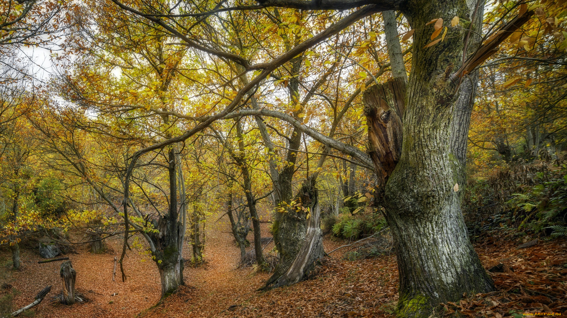 природа, лес, деревья