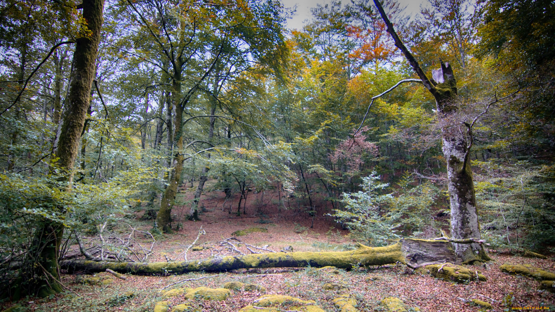 природа, лес, деревья