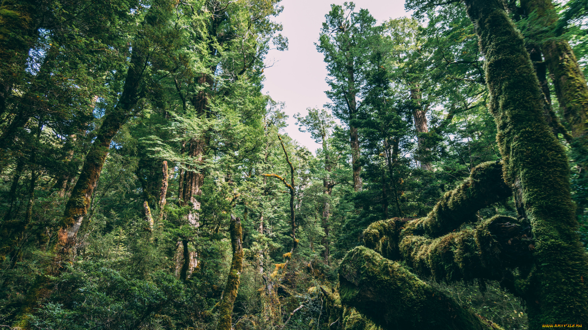 природа, лес, деревья