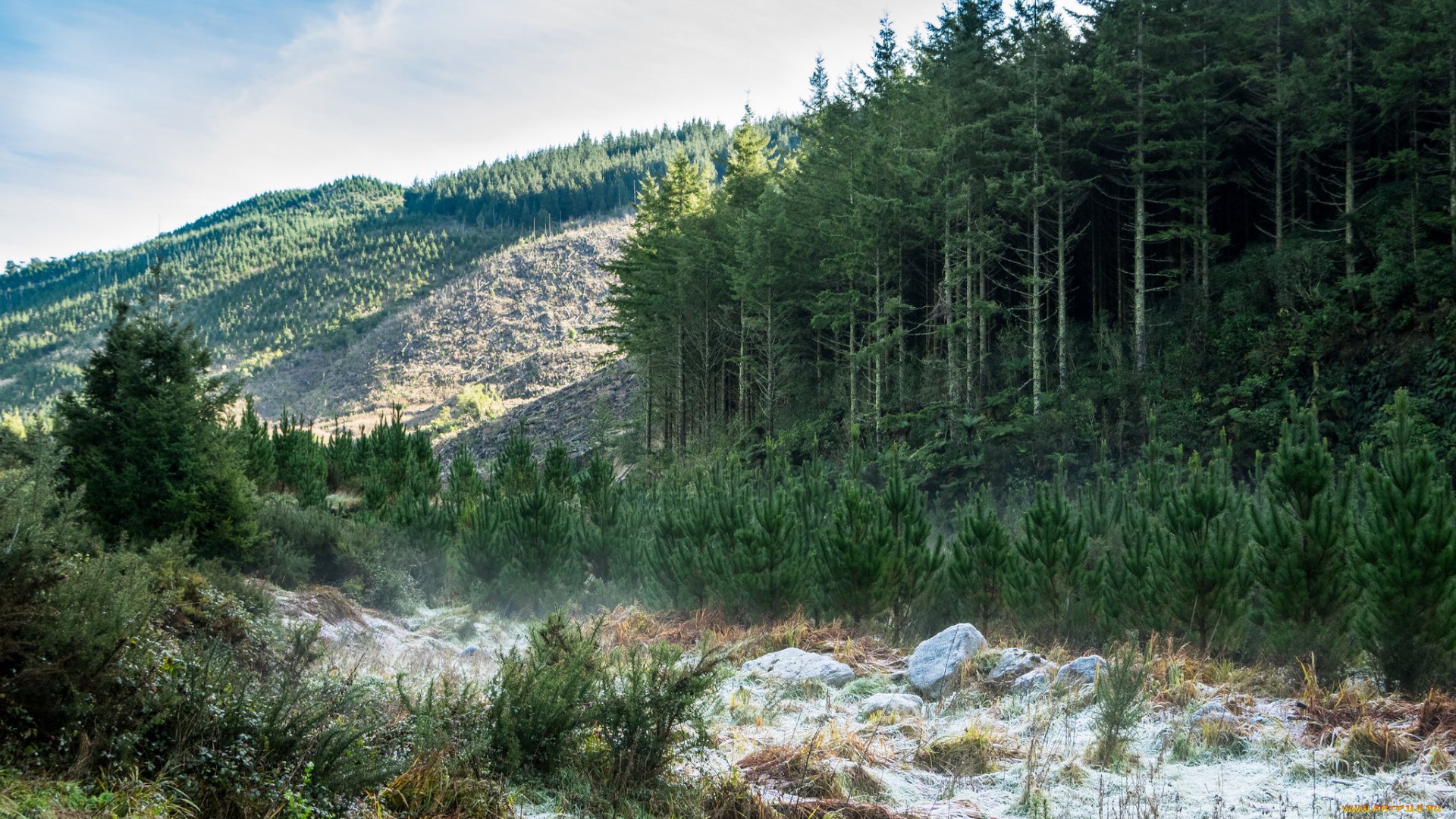 природа, лес, деревья