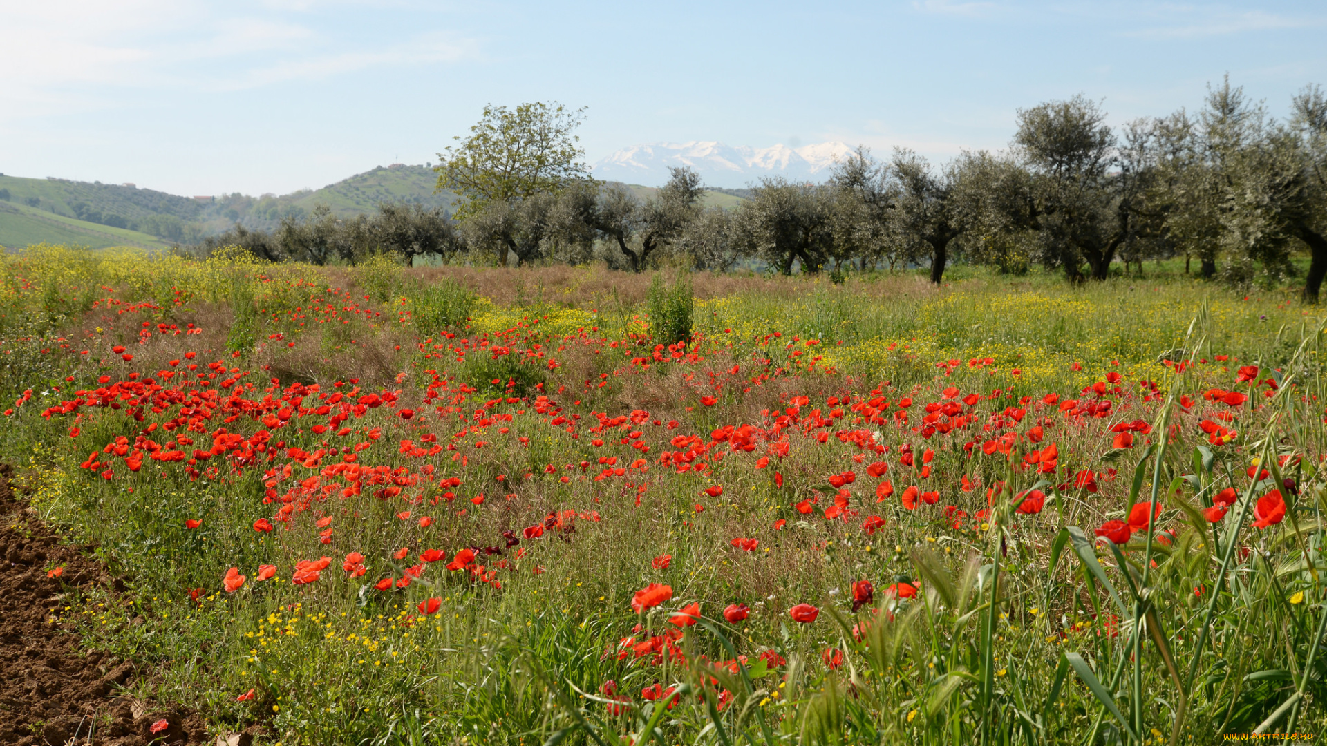 природа, луга, простор