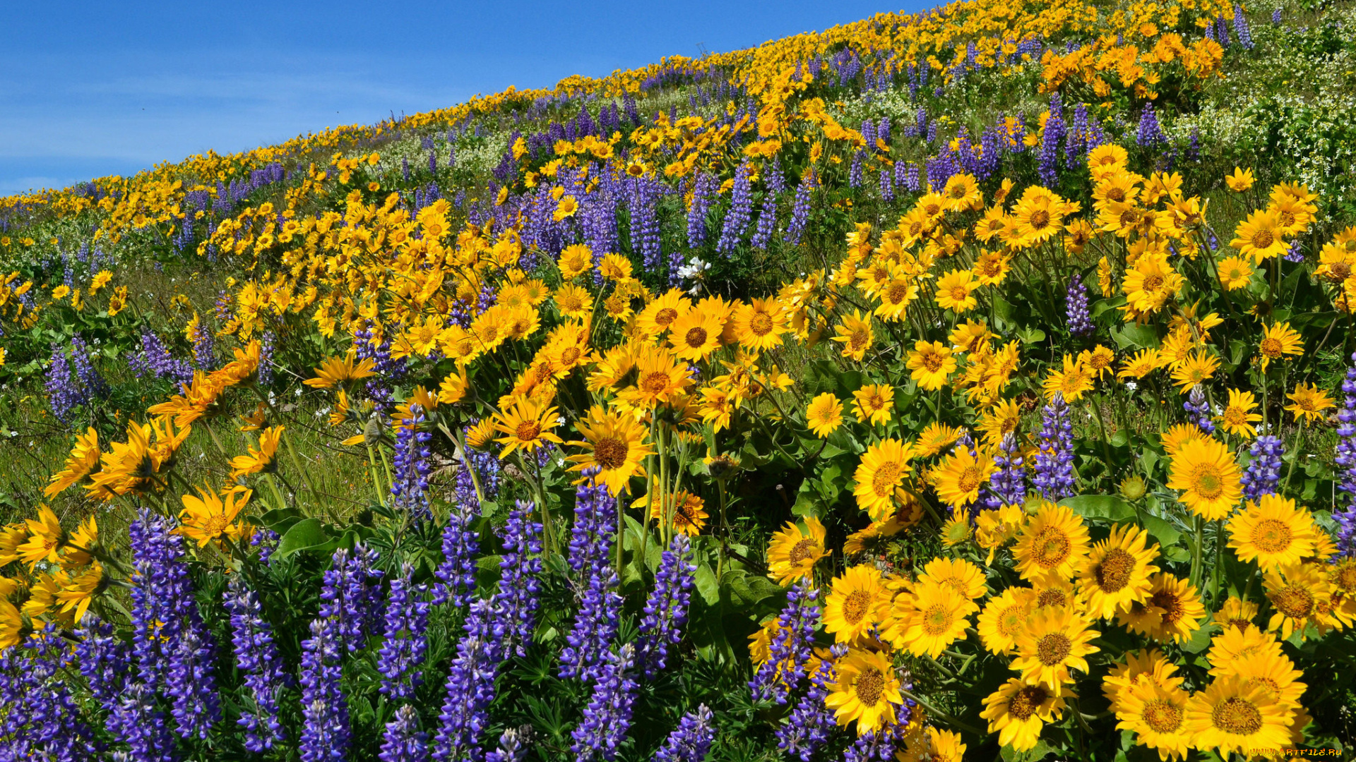 природа, луга, простор