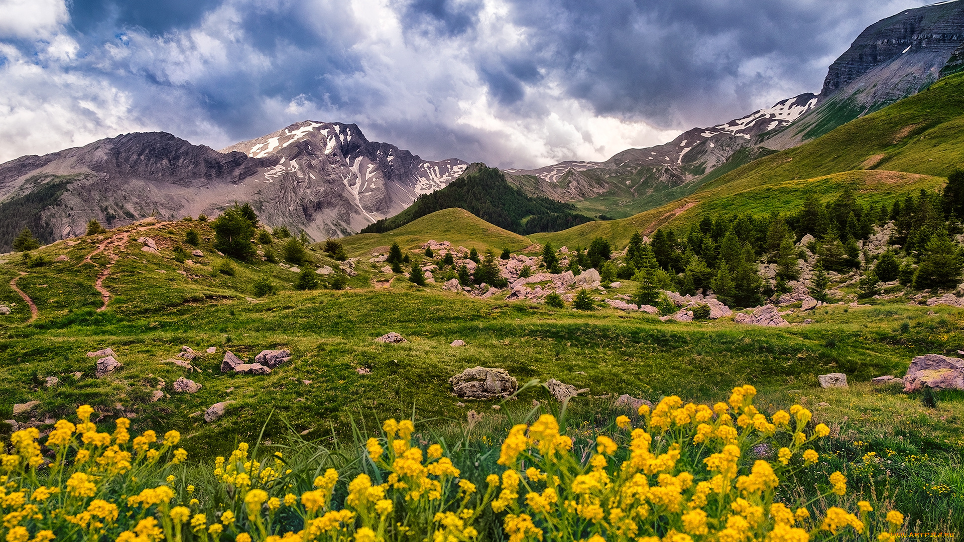 природа, луга, простор