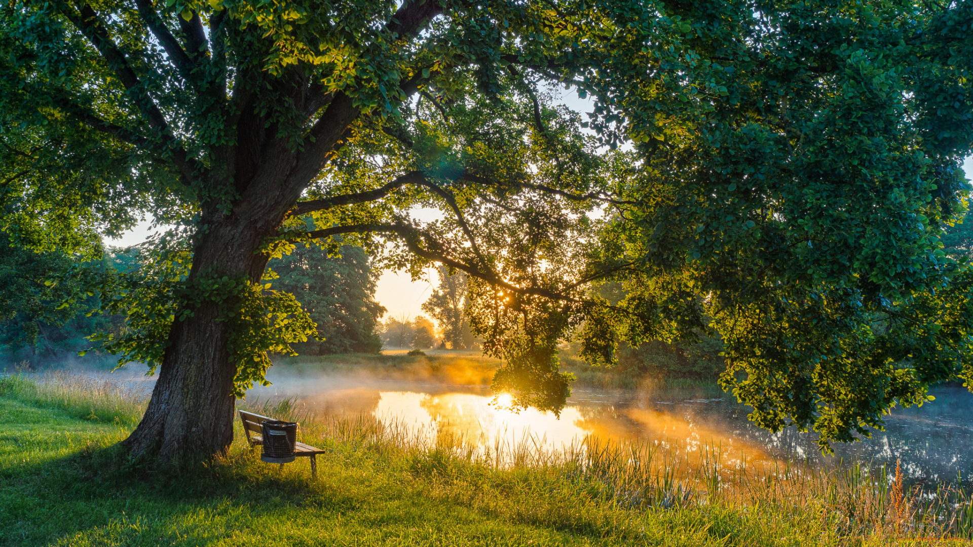 природа, реки, озера, лес, река