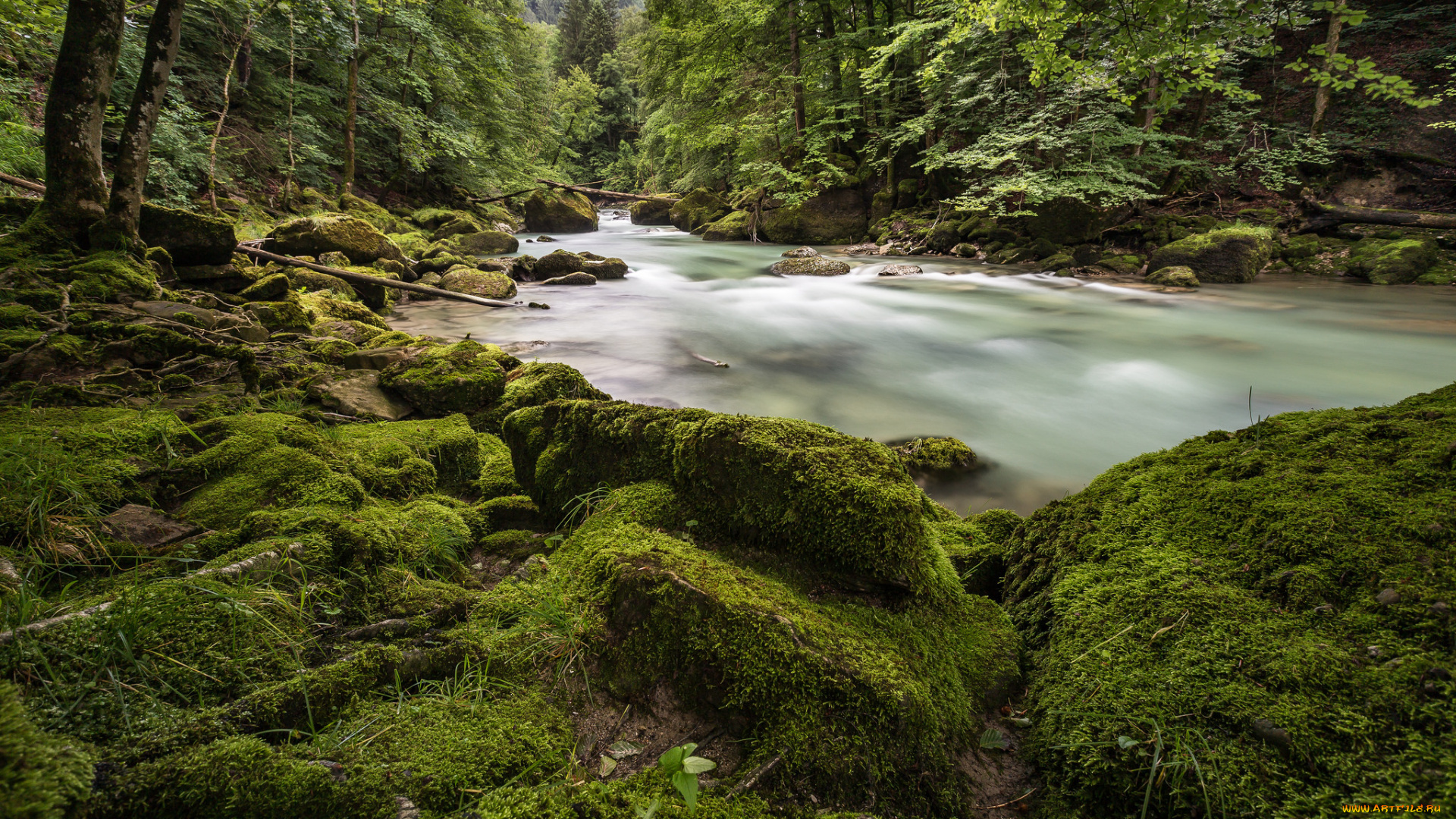 природа, реки, озера, лес, река