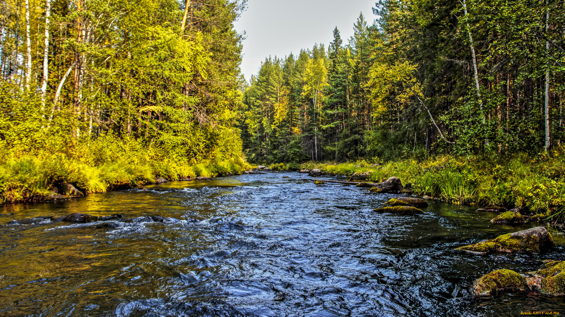 природа, реки, озера, река, лес