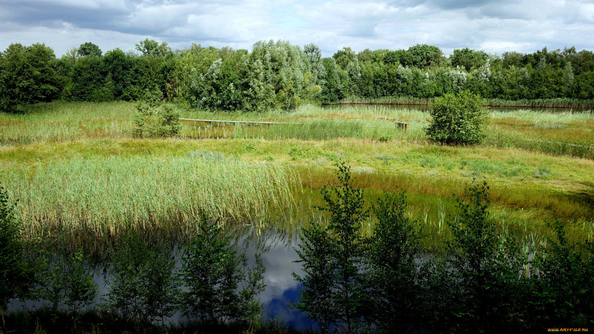 природа, реки, озера, река, лес