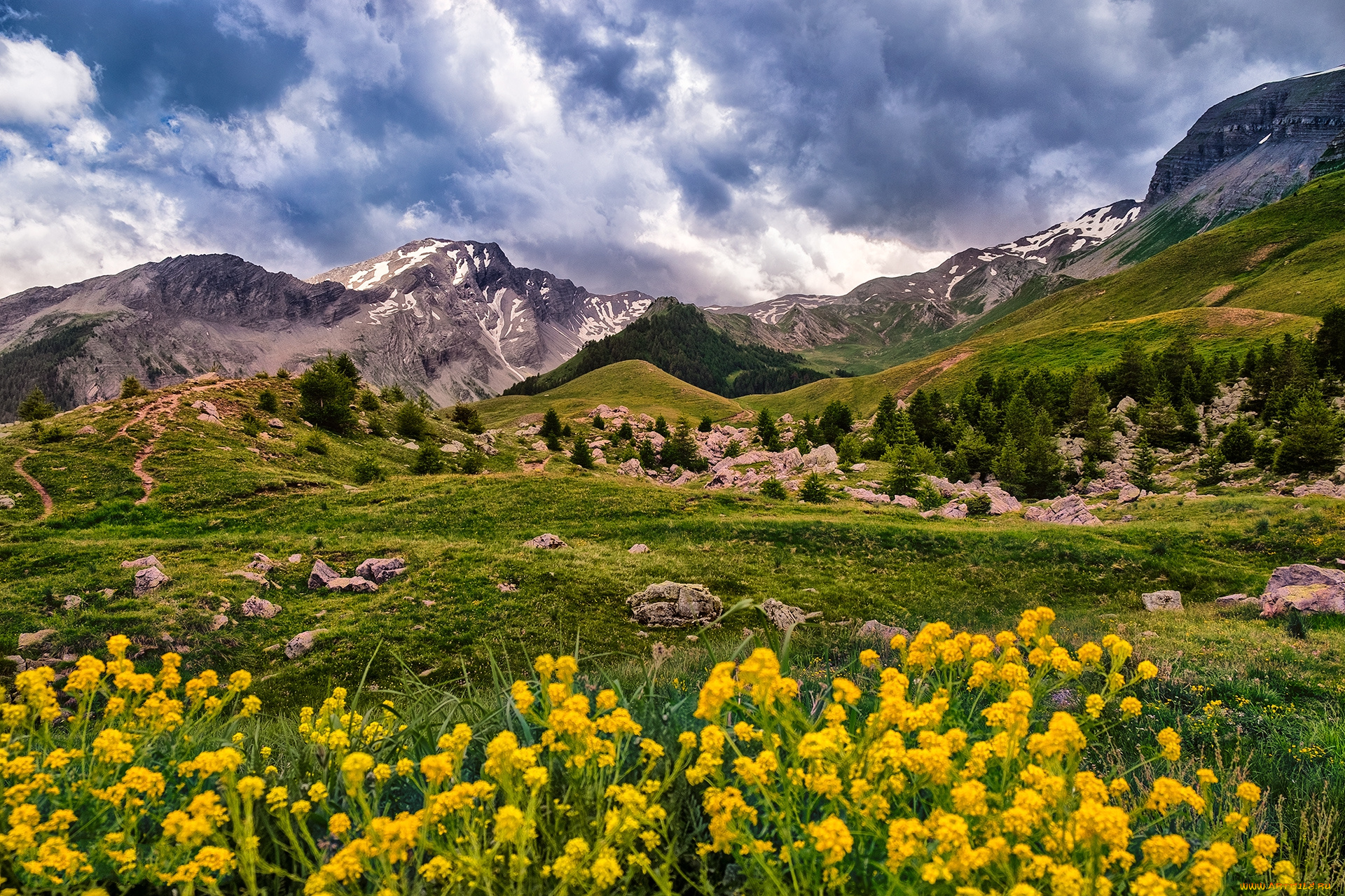 природа, луга, простор