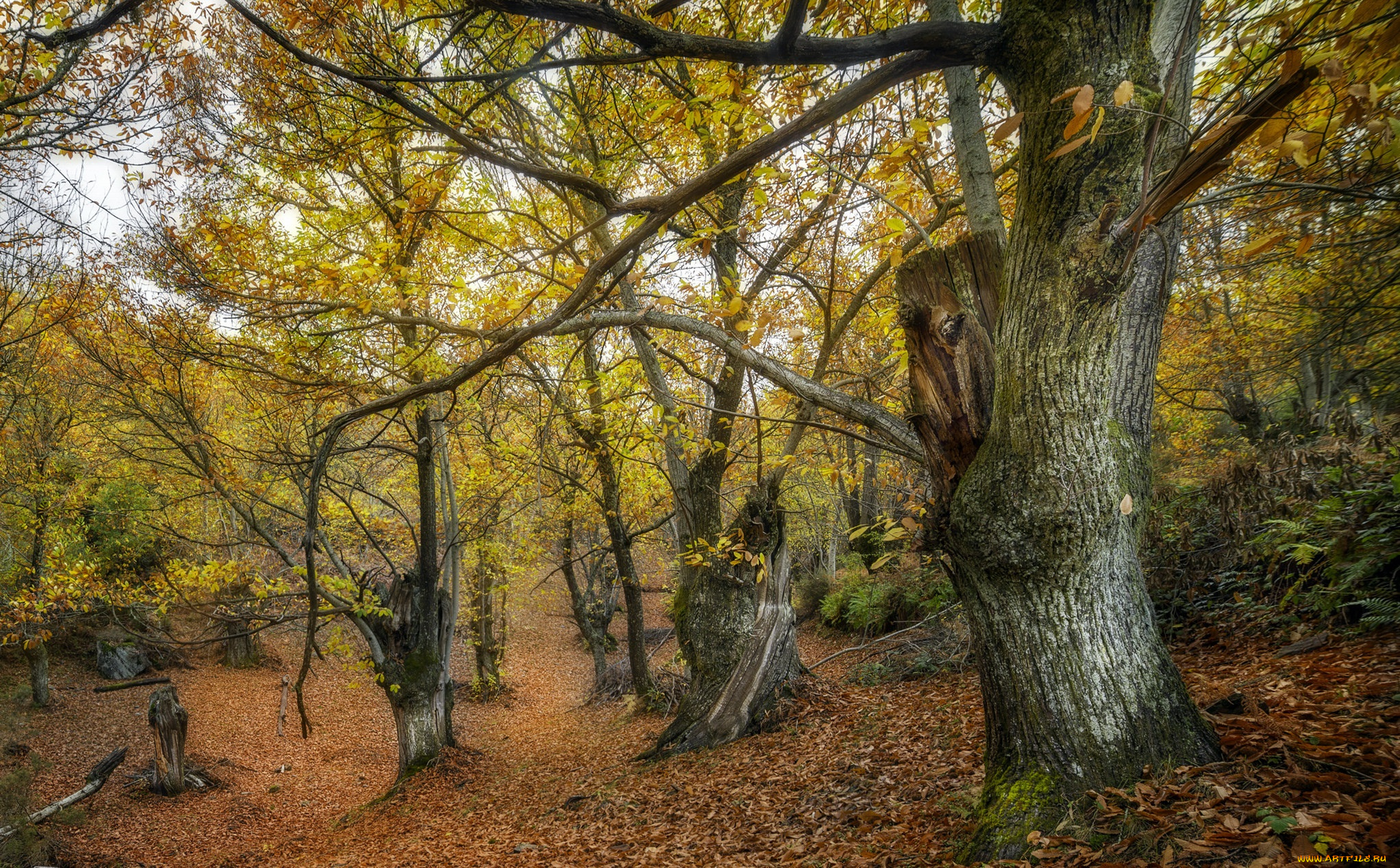 природа, лес, деревья