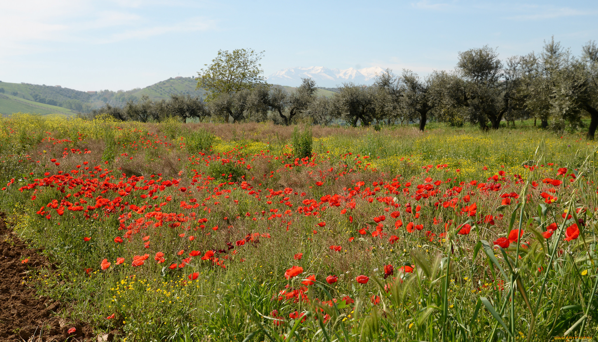 природа, луга, простор