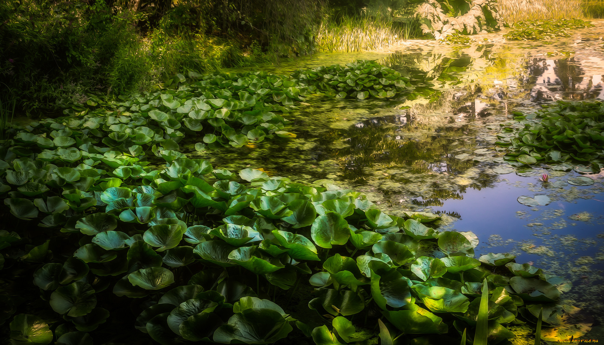 природа, реки, озера, река, лес