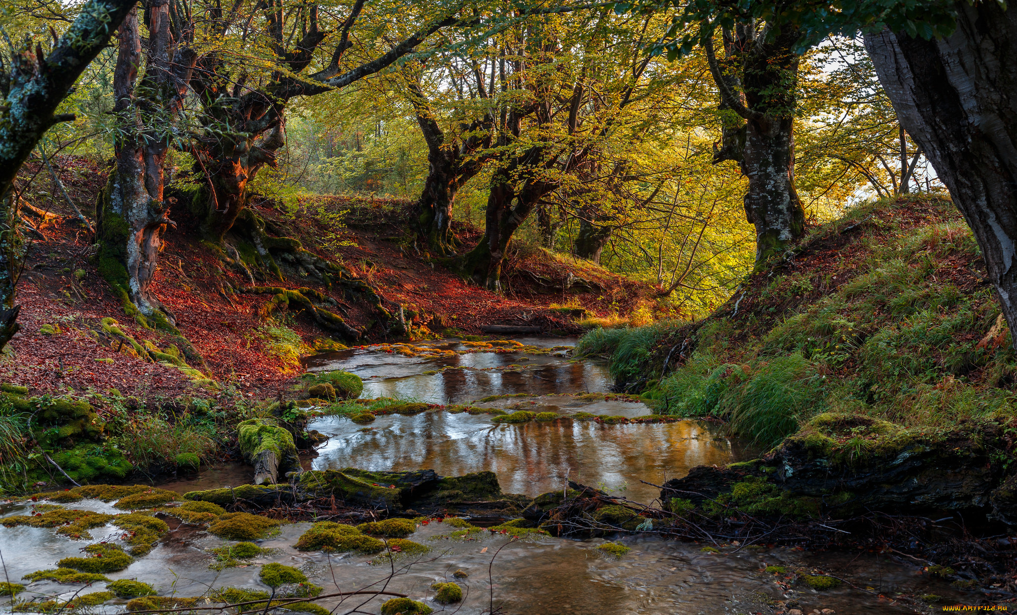 природа, реки, озера, деревья