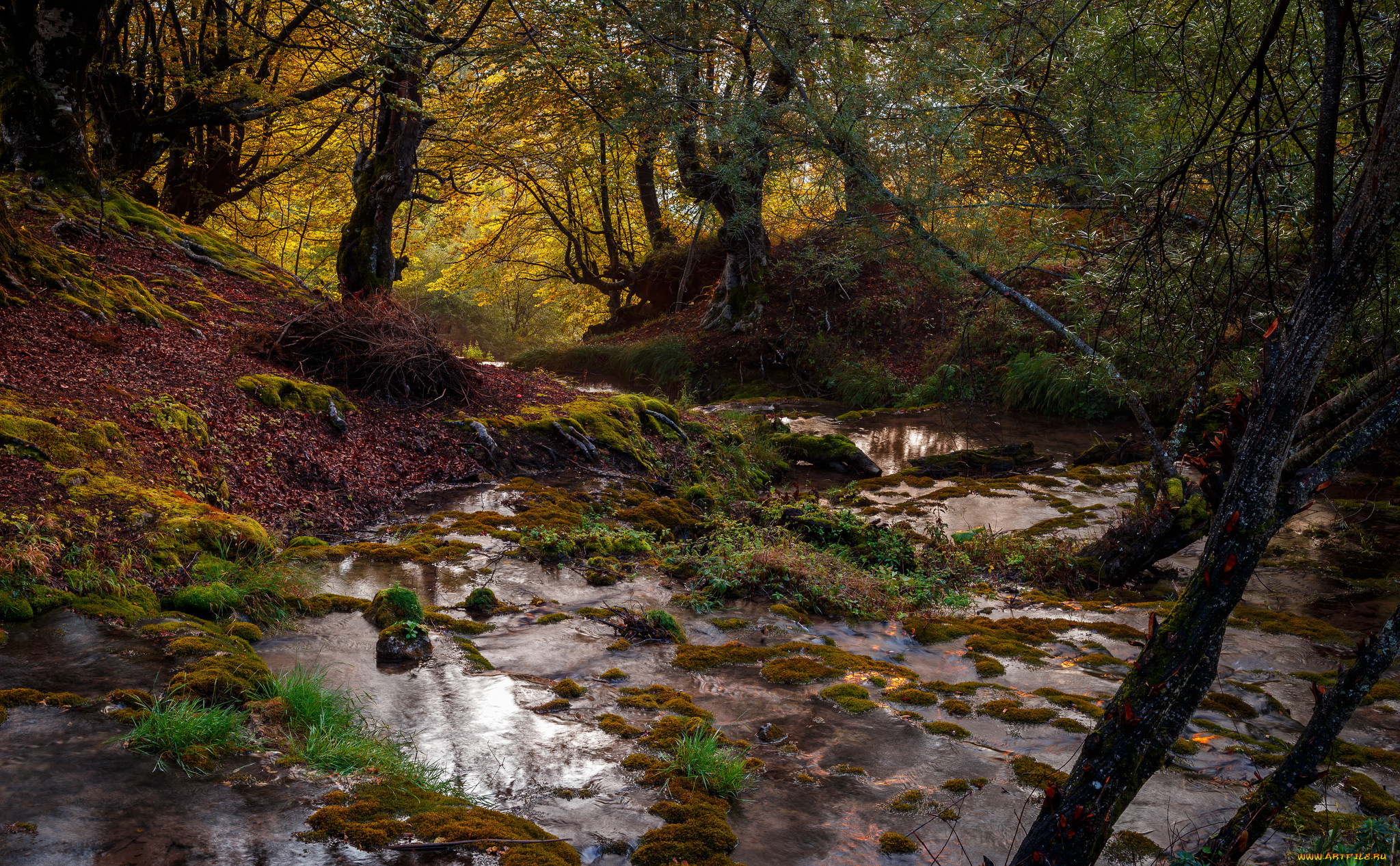 природа, лес, деревья