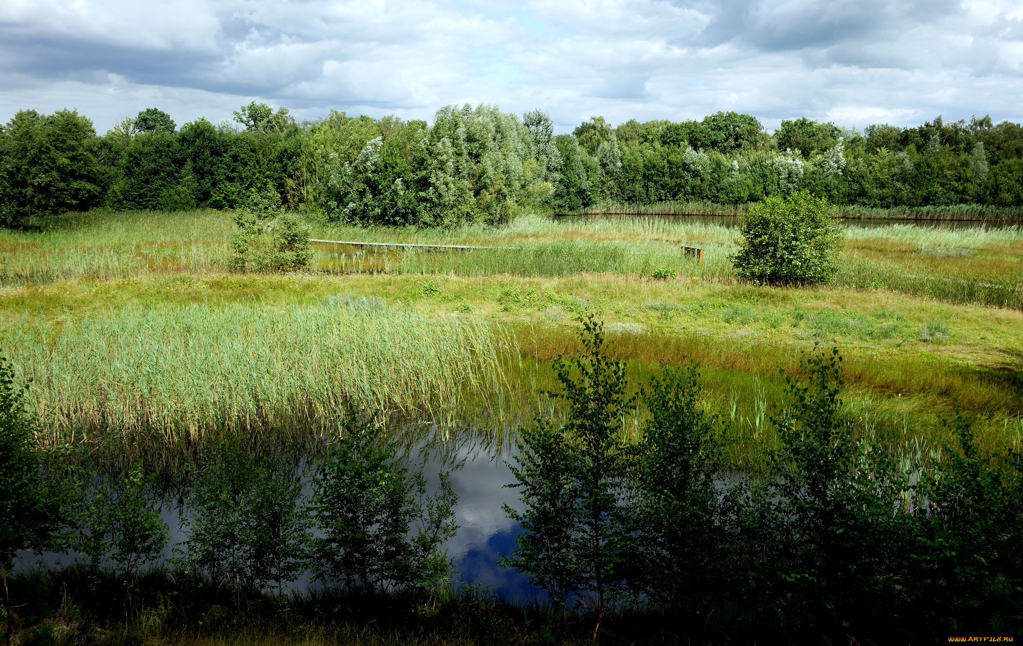 природа, реки, озера, река, лес