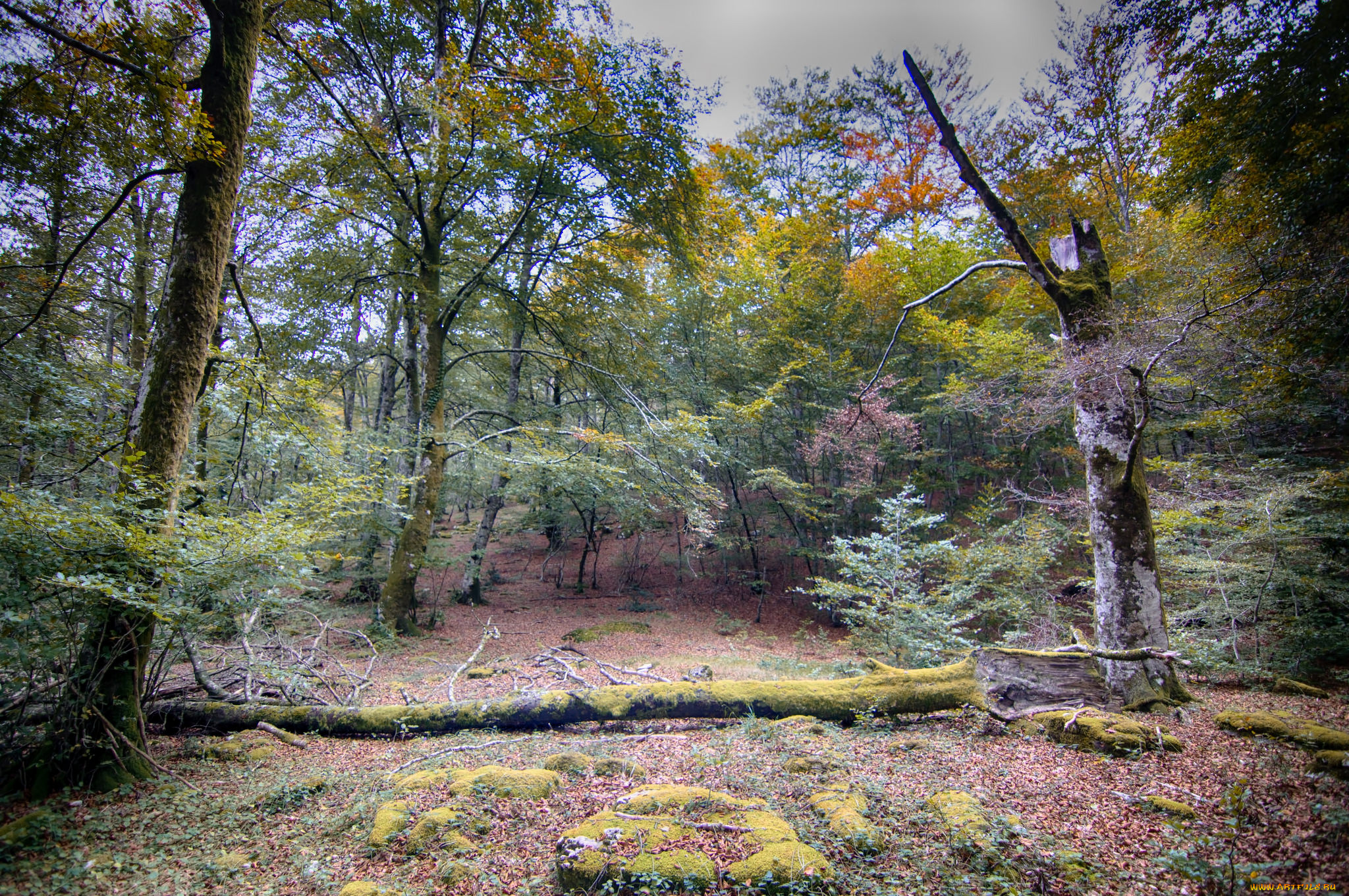 природа, лес, деревья