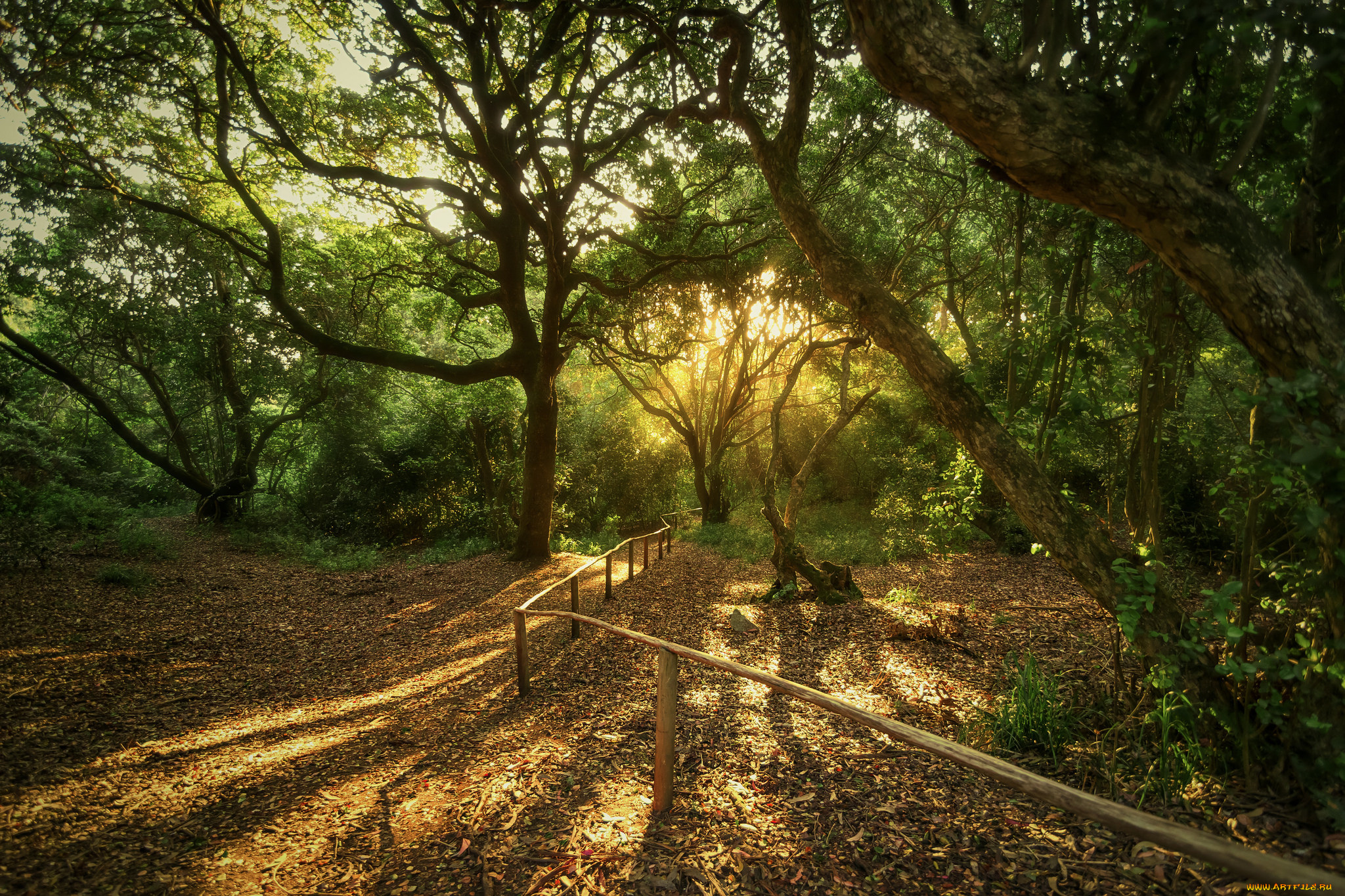 природа, лес, деревья