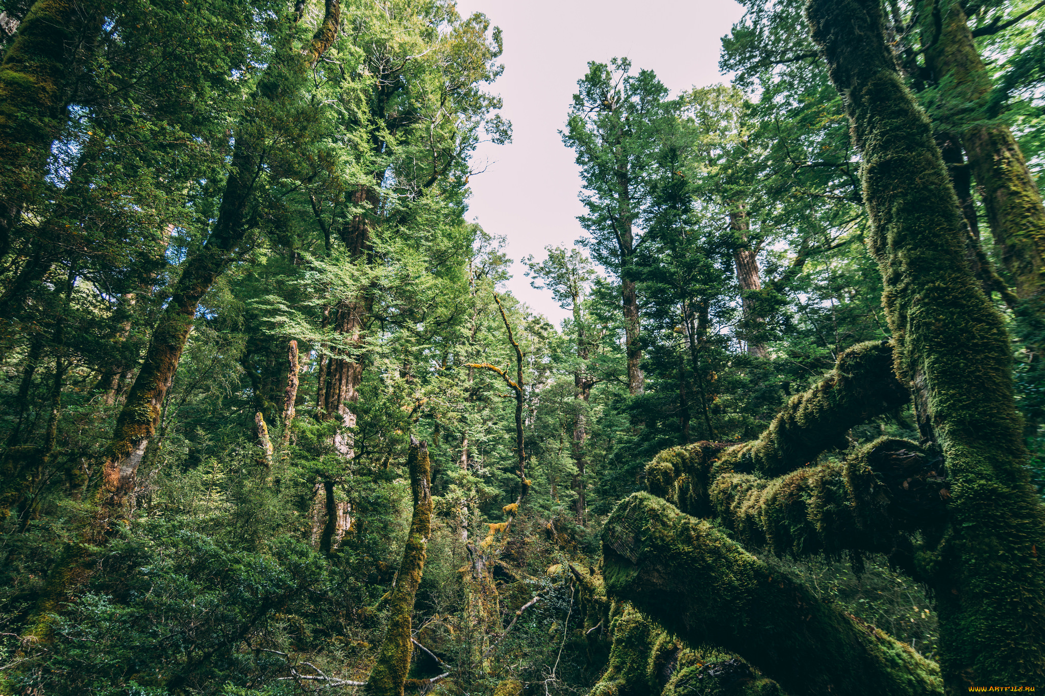 природа, лес, деревья