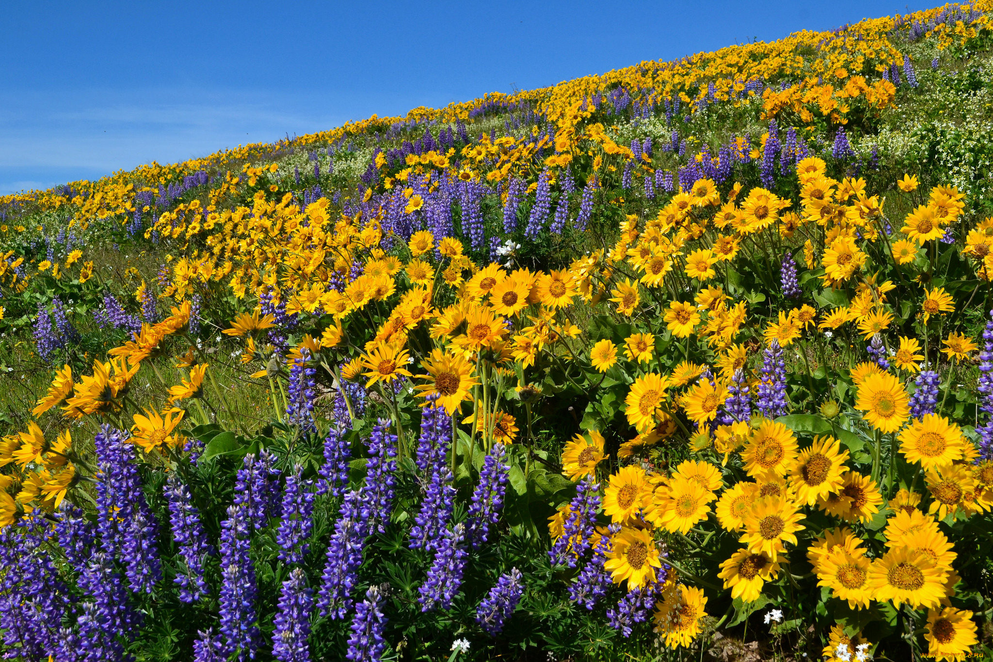 природа, луга, простор