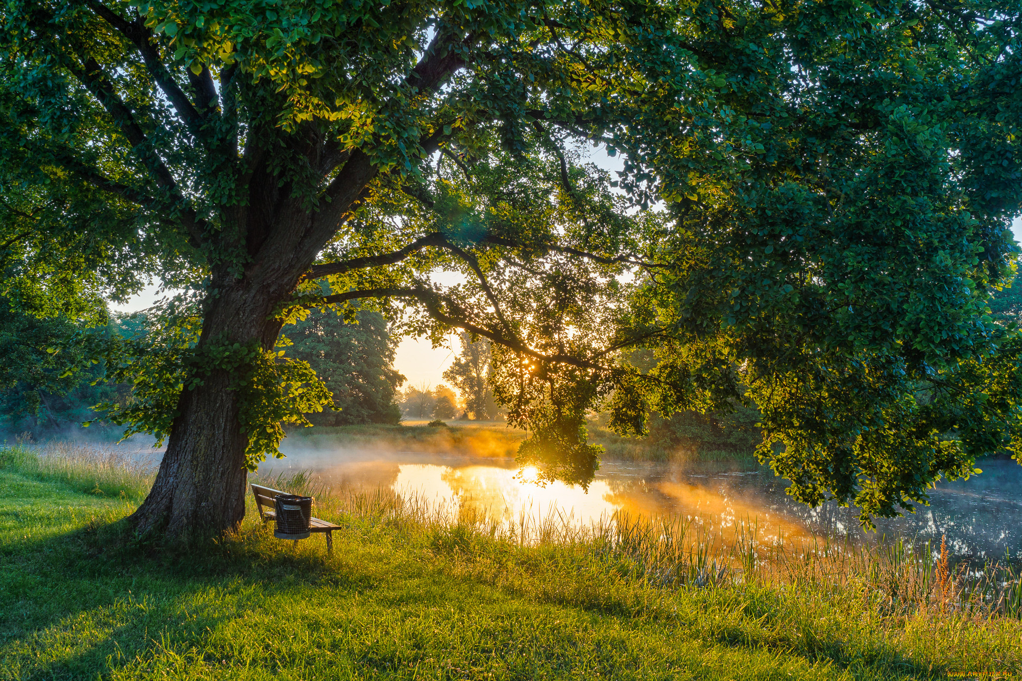 природа, реки, озера, лес, река
