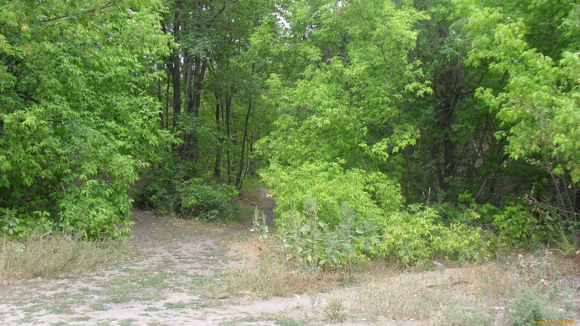 дорога, природа, лес, дороги, летом