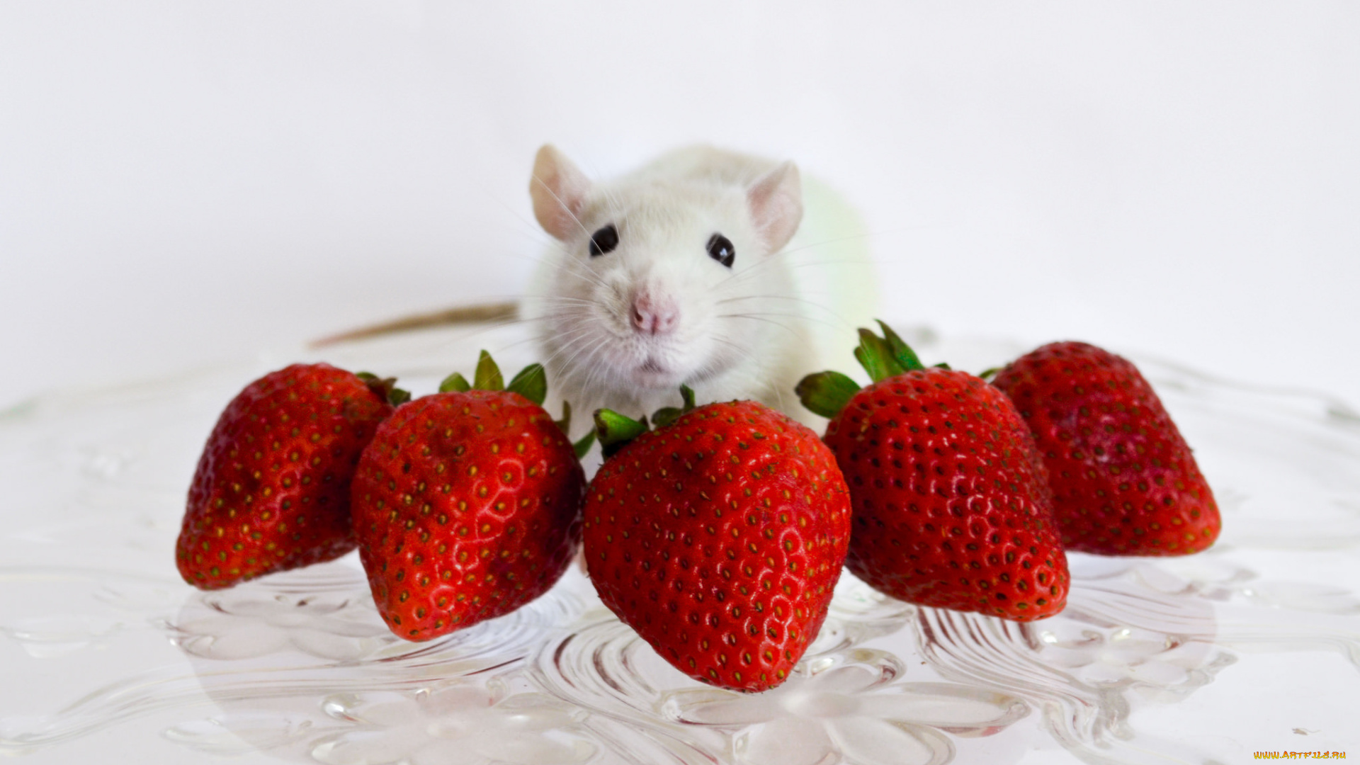 еда, клубника, , земляника, снедь