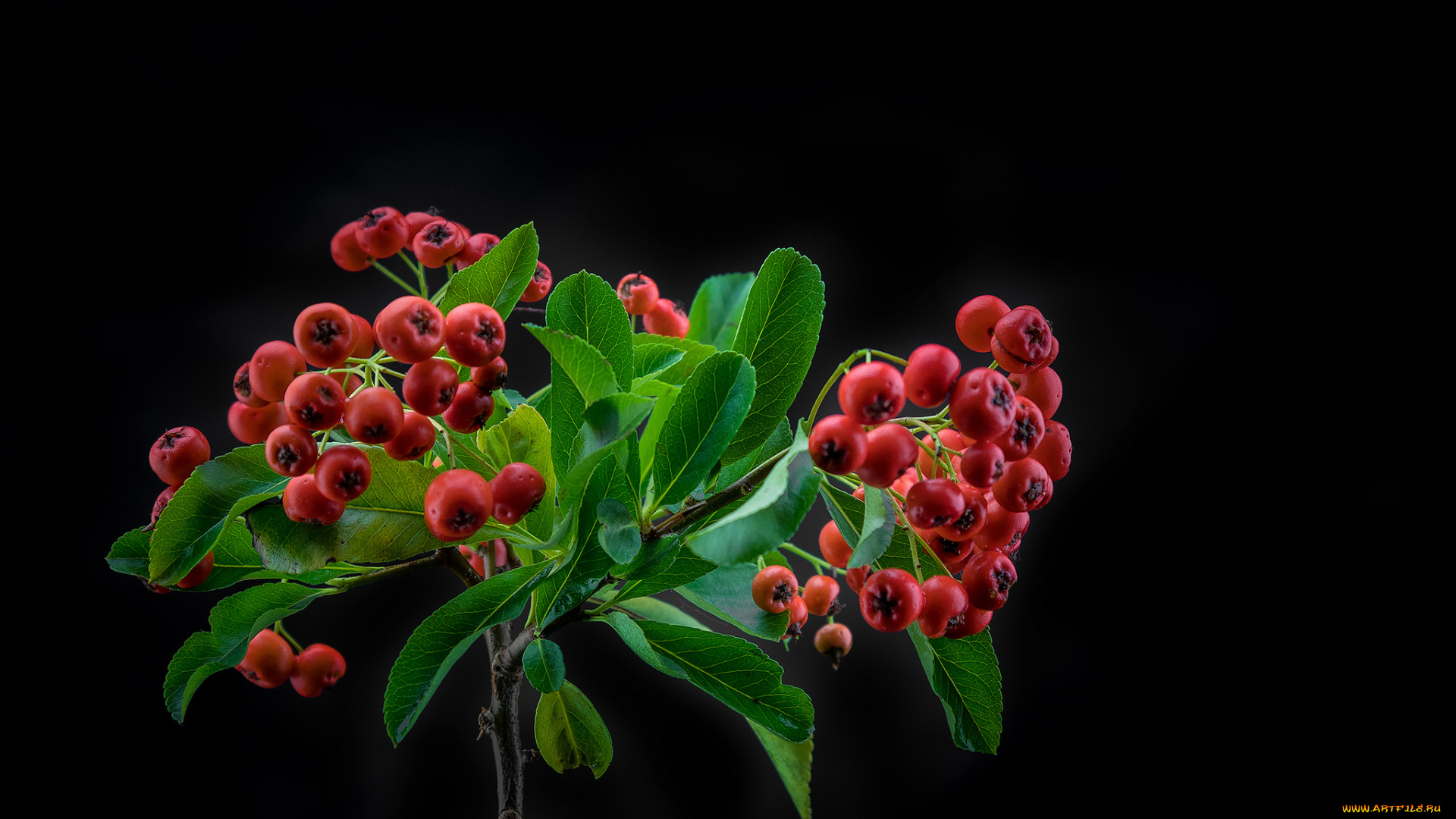 еда, рябина, снедь