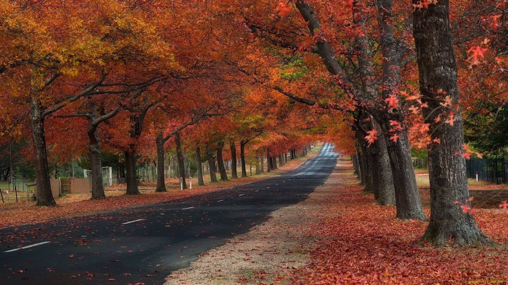 природа, дороги, листопад, осень, шоссе