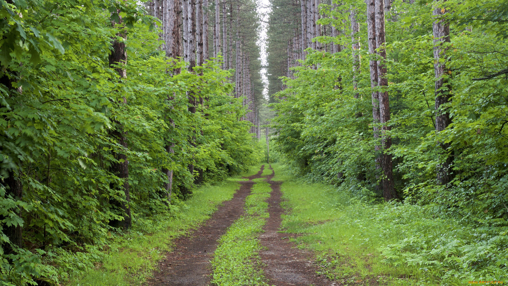 природа, дороги, простор