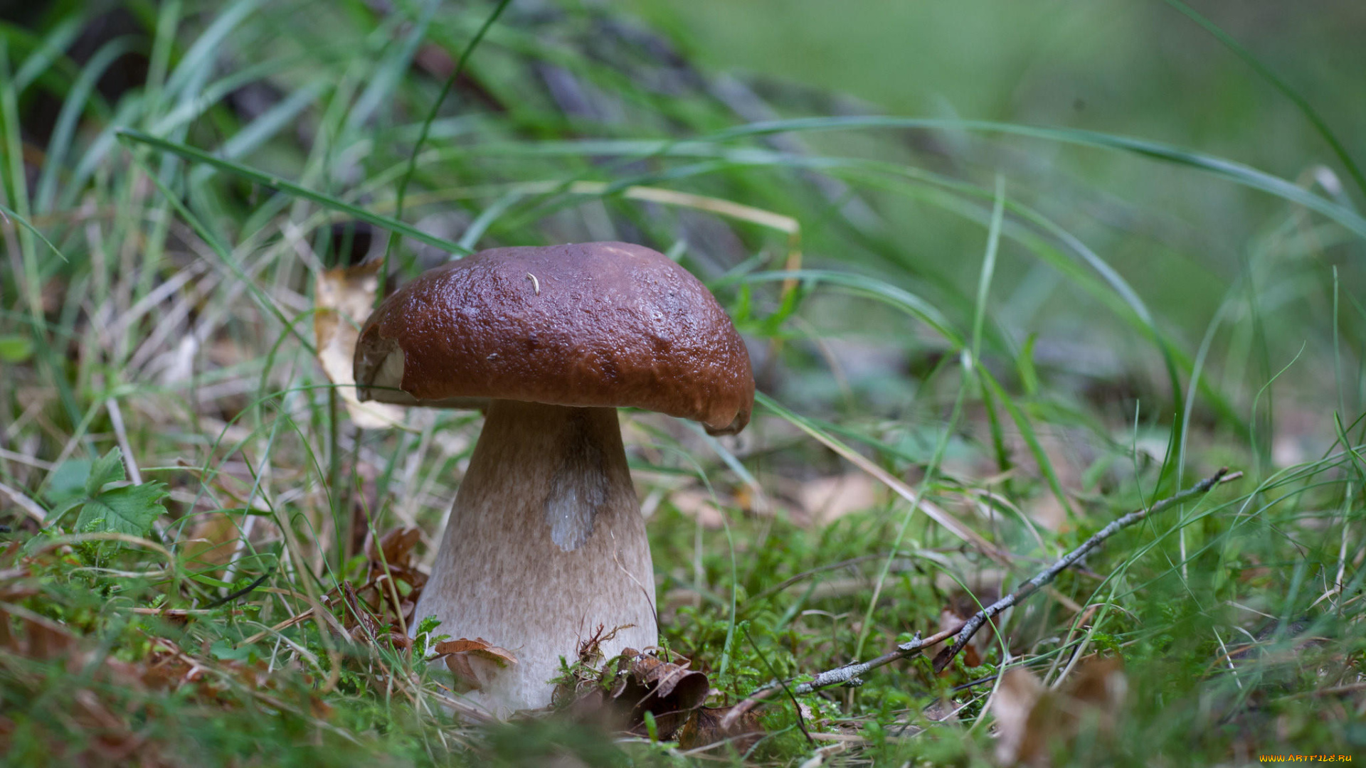 природа, грибы, белый, гриб