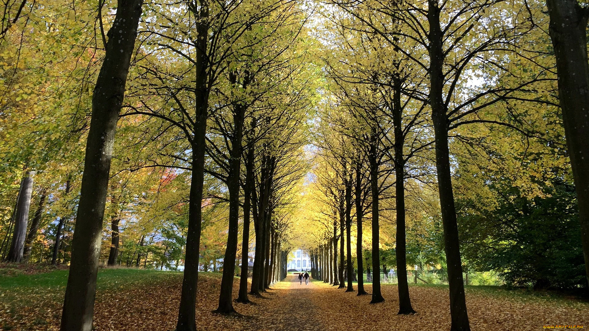 природа, парк, листопад, осень, деревья, аллея