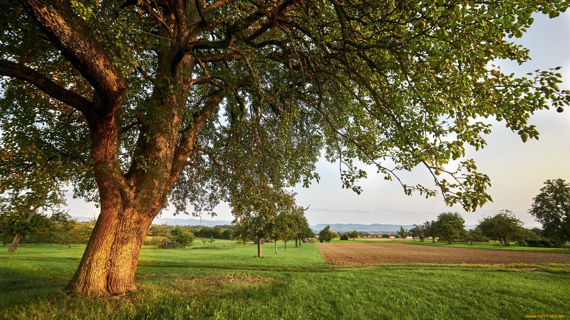 природа, поля, дерево, поле, лето