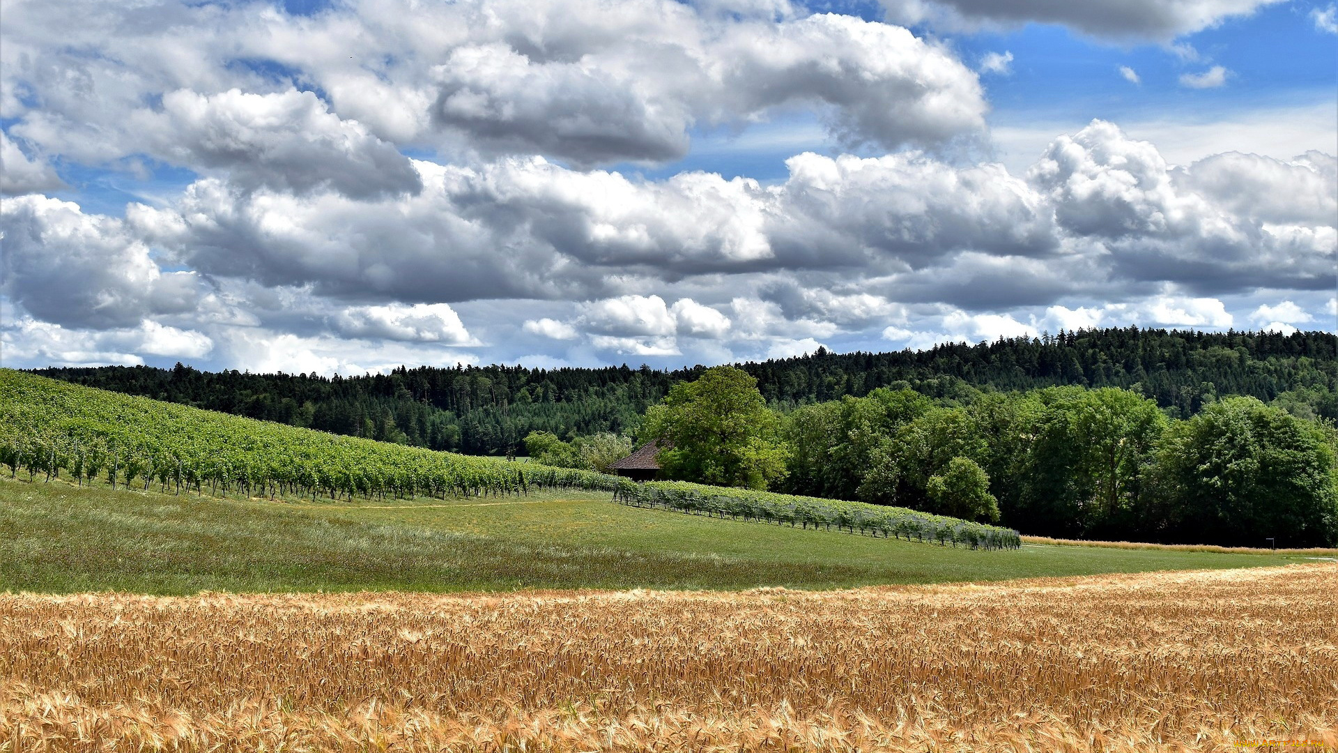 природа, поля, урожай, пшеница