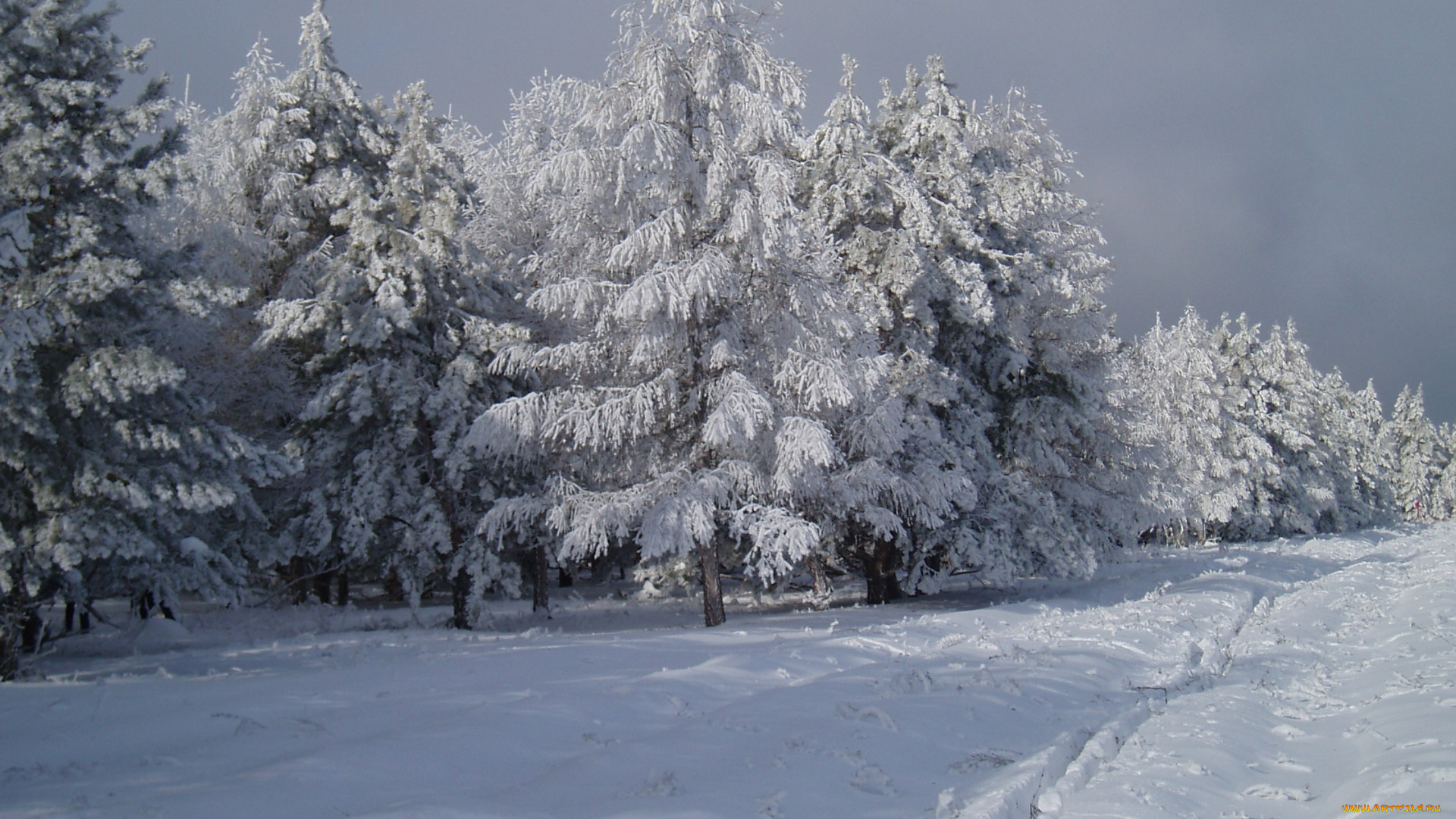зимний, лес, природа, зима, зимой, лес